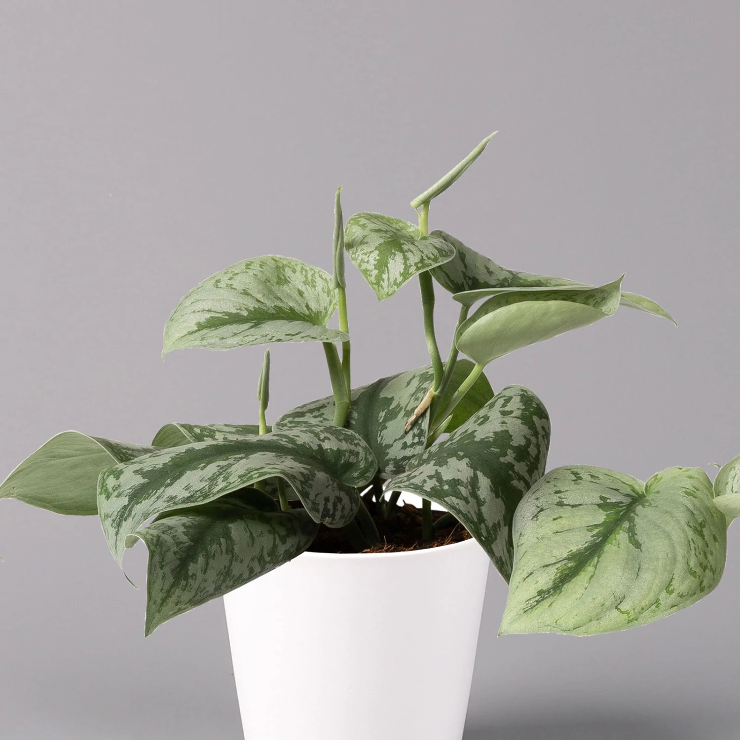 Scindapsus Pictus 'Trebie' In Keramiktopf Dallas Weiß, Topf-Ø 12 Cm - Image 3