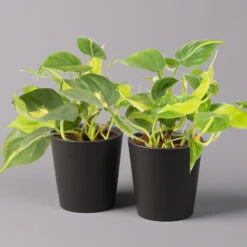 Philodendron 'Brasil' In Keramiktopf Dallas Anthrazit, Topf-Ø 12cm, 2er-Set