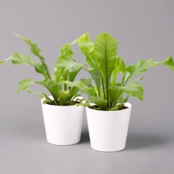 Nestfarn, Mit Keramiktopf Dallas Weiß, Topf-Ø12cm, Höhe Ca. 35 Cm, 2er-Set