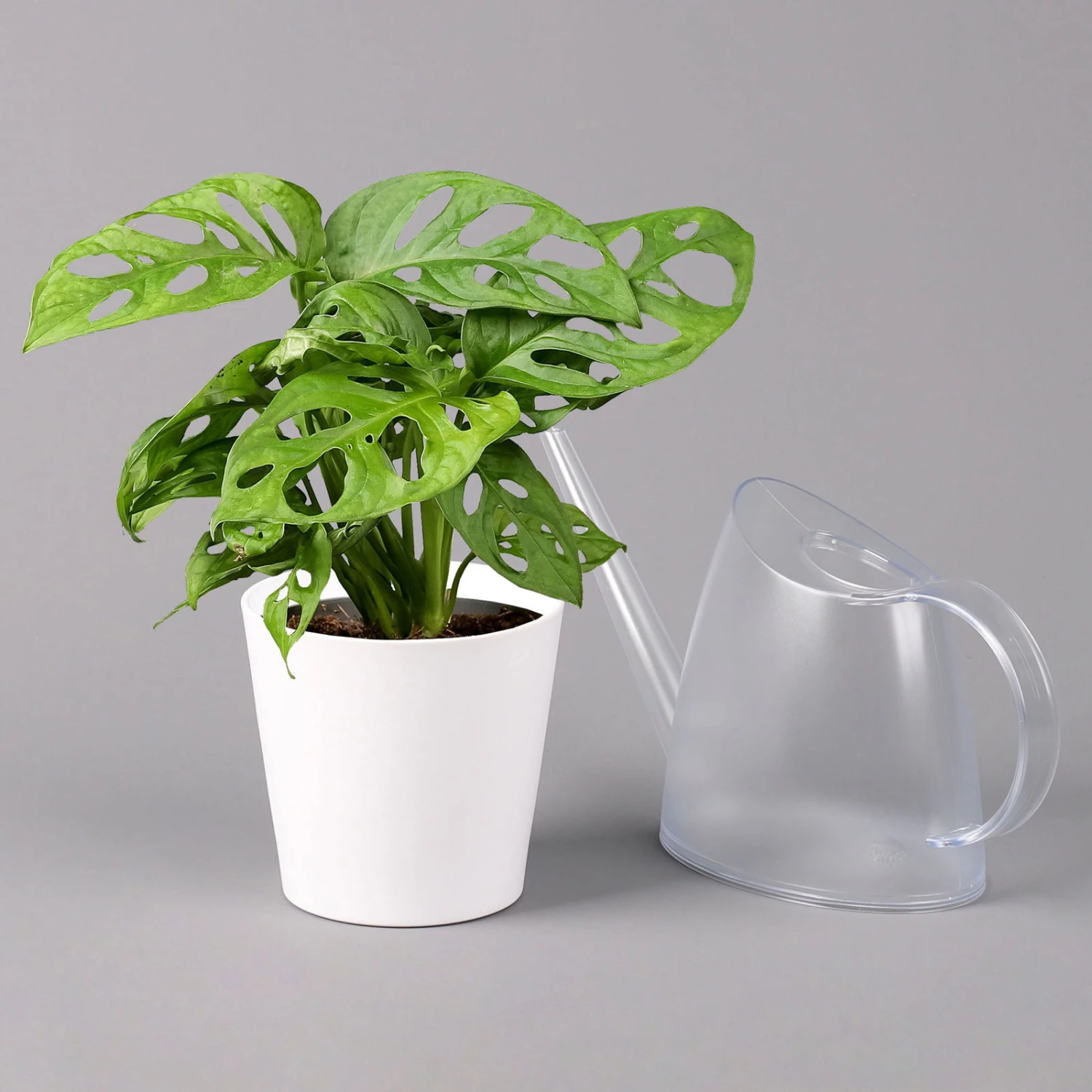 Monstera Adansonii Mit Keramiktopf Weiß, Topf-Ø 12 Cm, Höhe Ca. 25 Cm, 2er-Set - Image 4