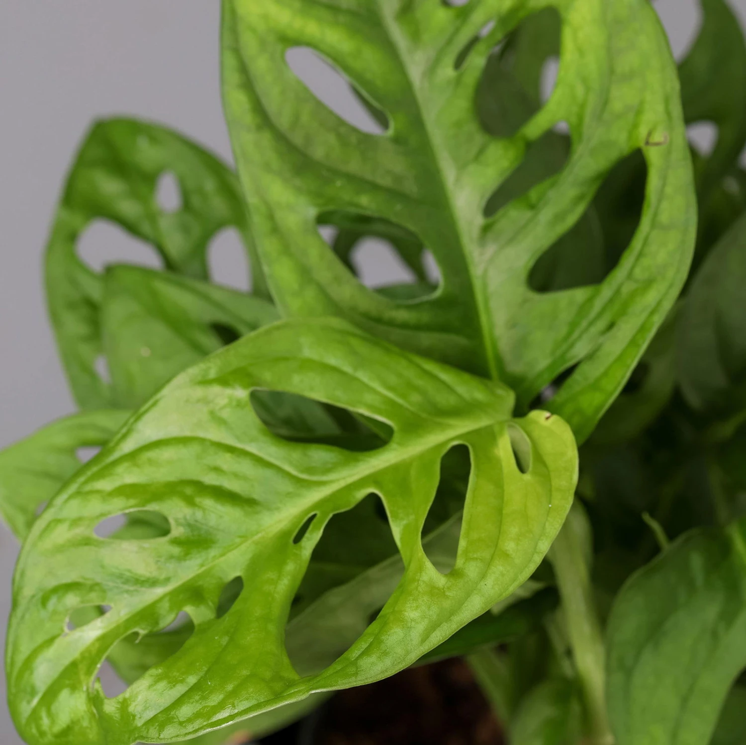 Monstera Adansonii Mit Keramiktopf Weiß, Topf-Ø 12 Cm, Höhe Ca. 25 Cm, 2er-Set - Image 5