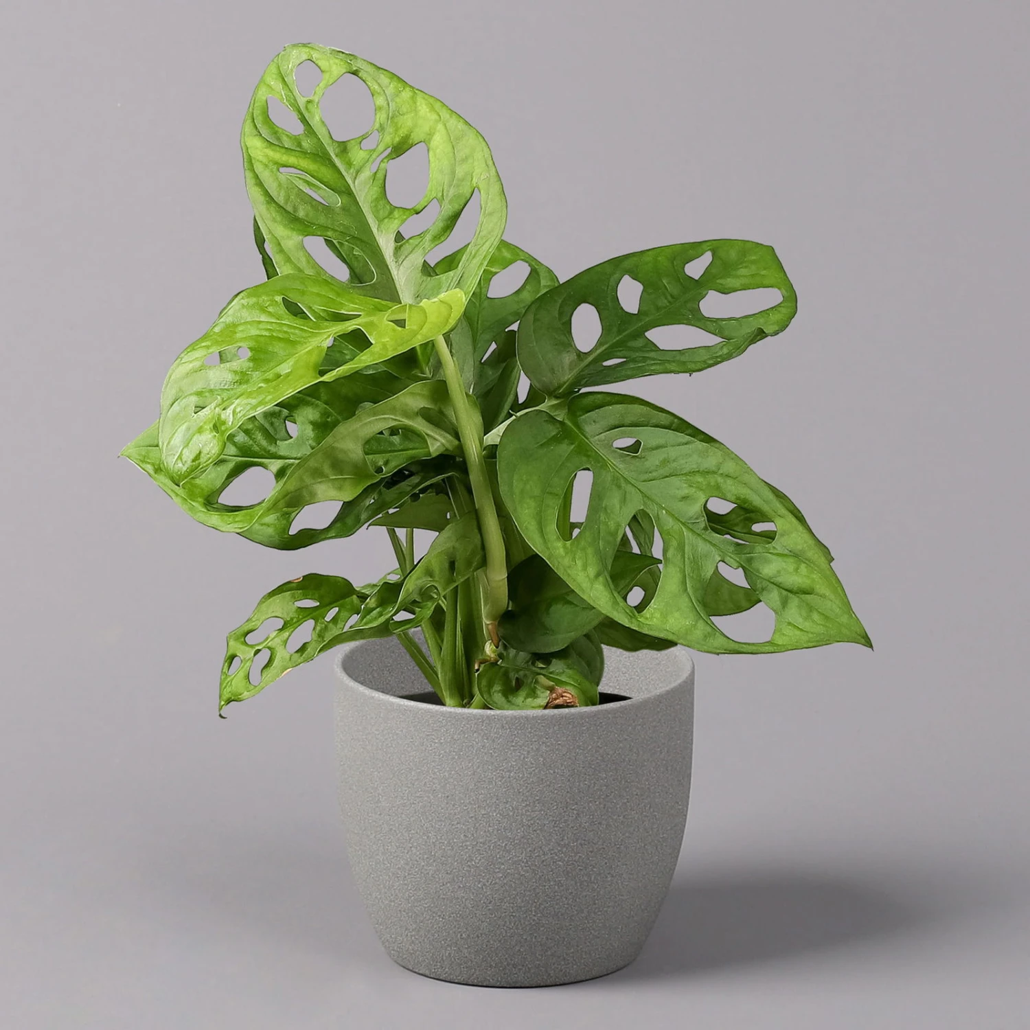 Monstera Adansonii, Topf-Ø 12 Cm, Höhe Ca. 25 Cm, 3er-Set - Image 2