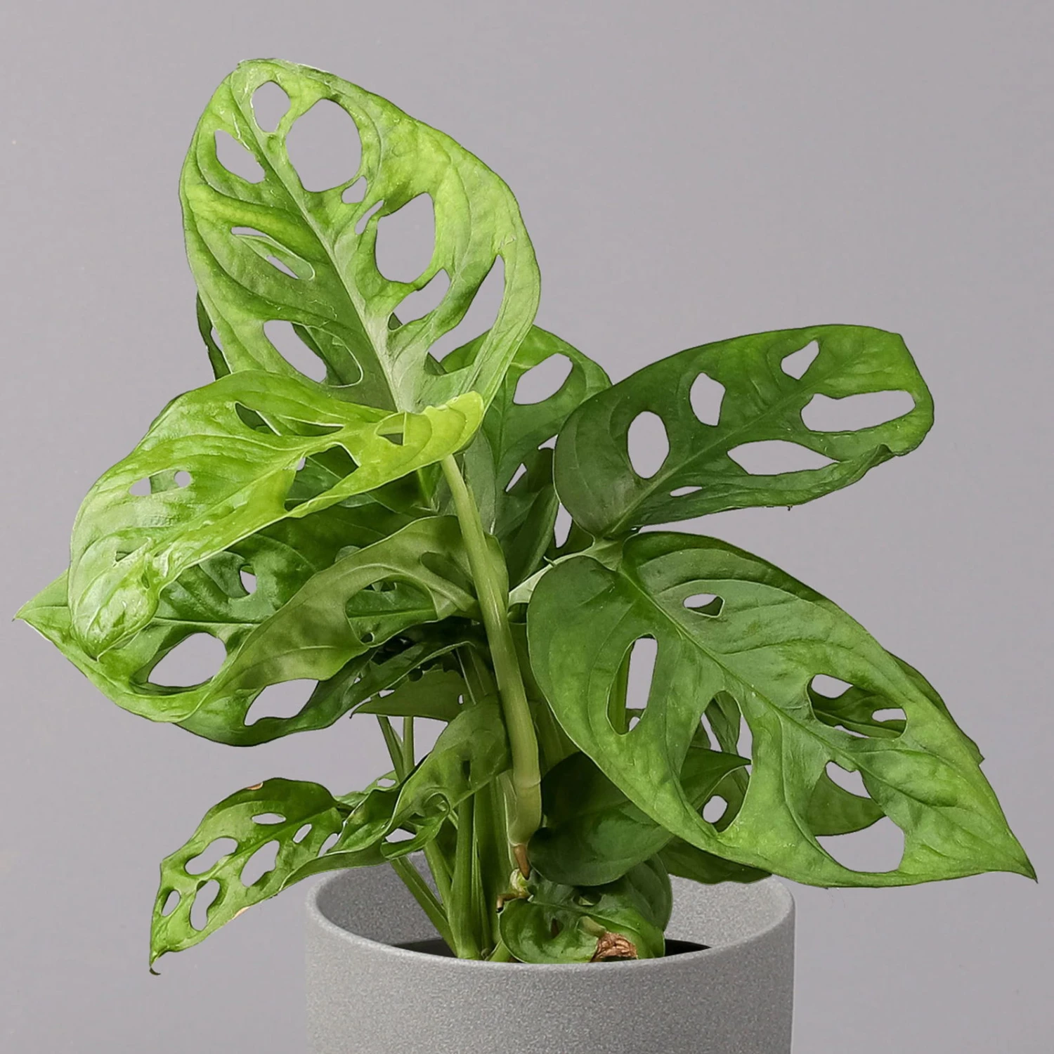 Monstera Adansonii, Topf-Ø 12 Cm, Höhe Ca. 25 Cm, 3er-Set - Image 3