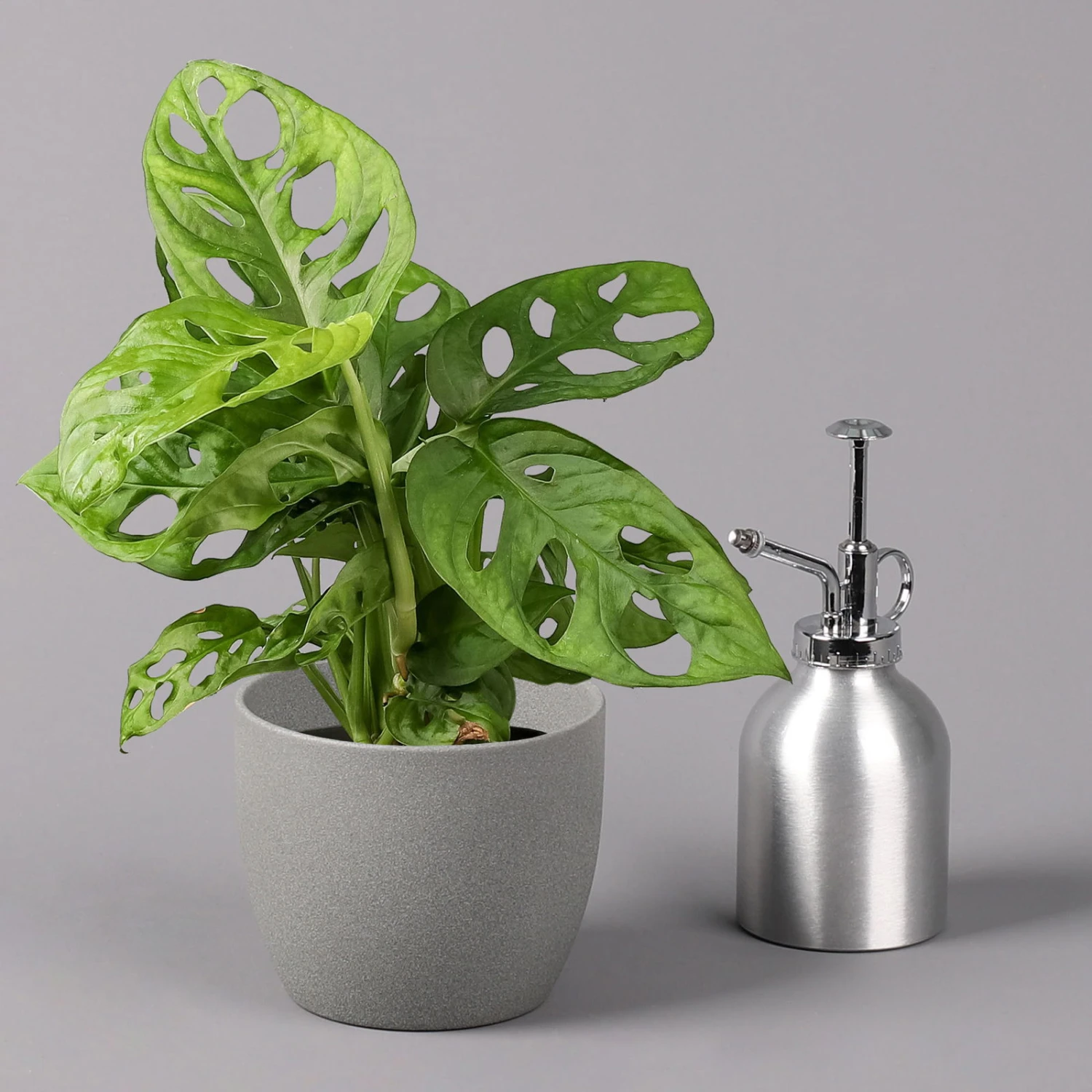 Monstera Adansonii, Topf-Ø 12 Cm, Höhe Ca. 25 Cm, 3er-Set - Image 4