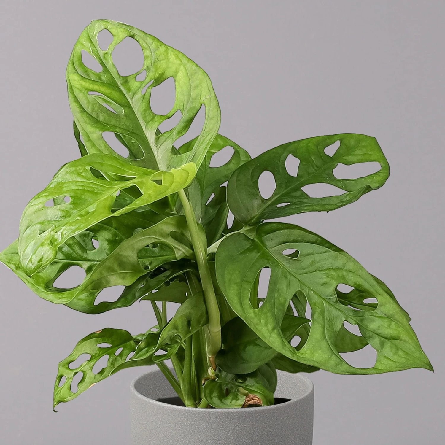 Monstera Adansonii, Topf-Ø 12 Cm, Höhe Ca. 25 Cm - Image 2