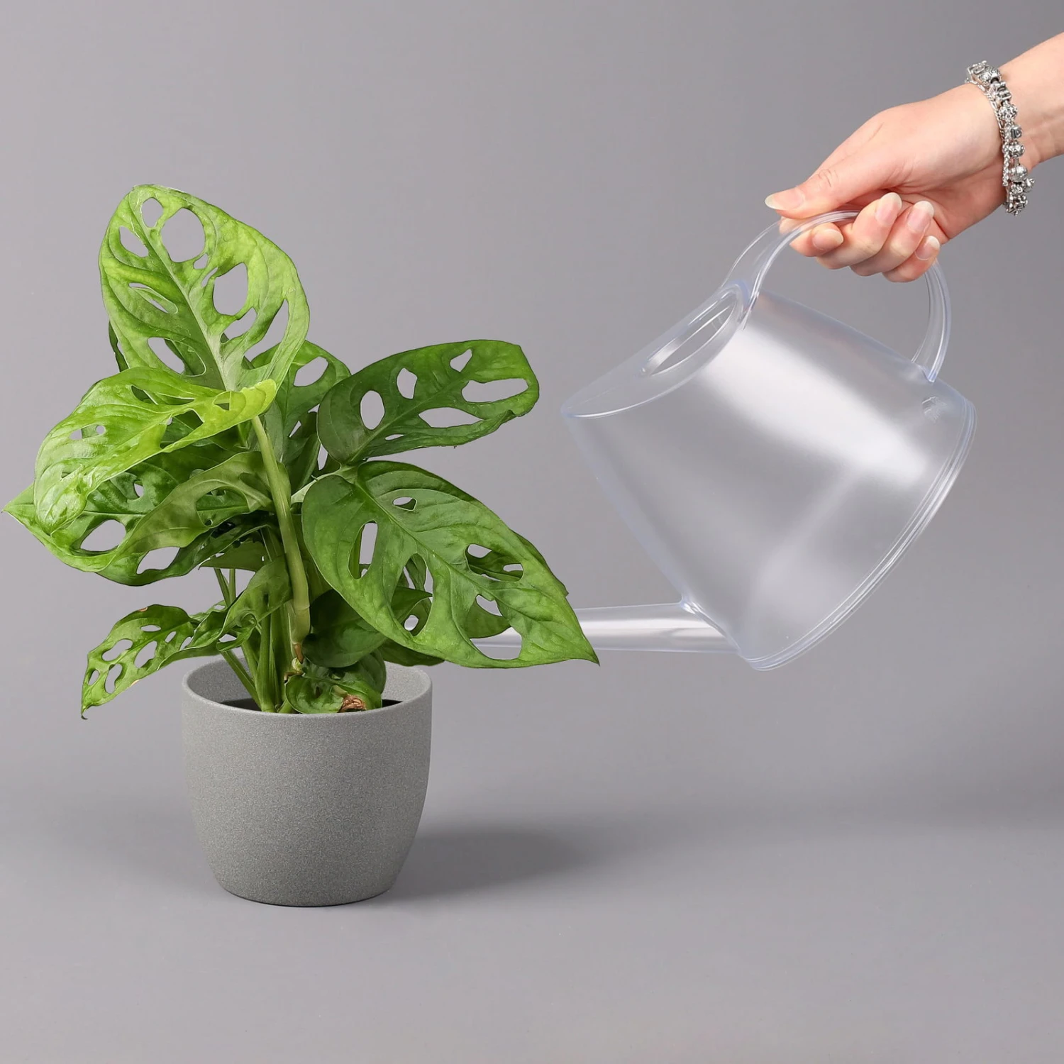 Monstera Adansonii, Topf-Ø 12 Cm, Höhe Ca. 25 Cm - Image 3