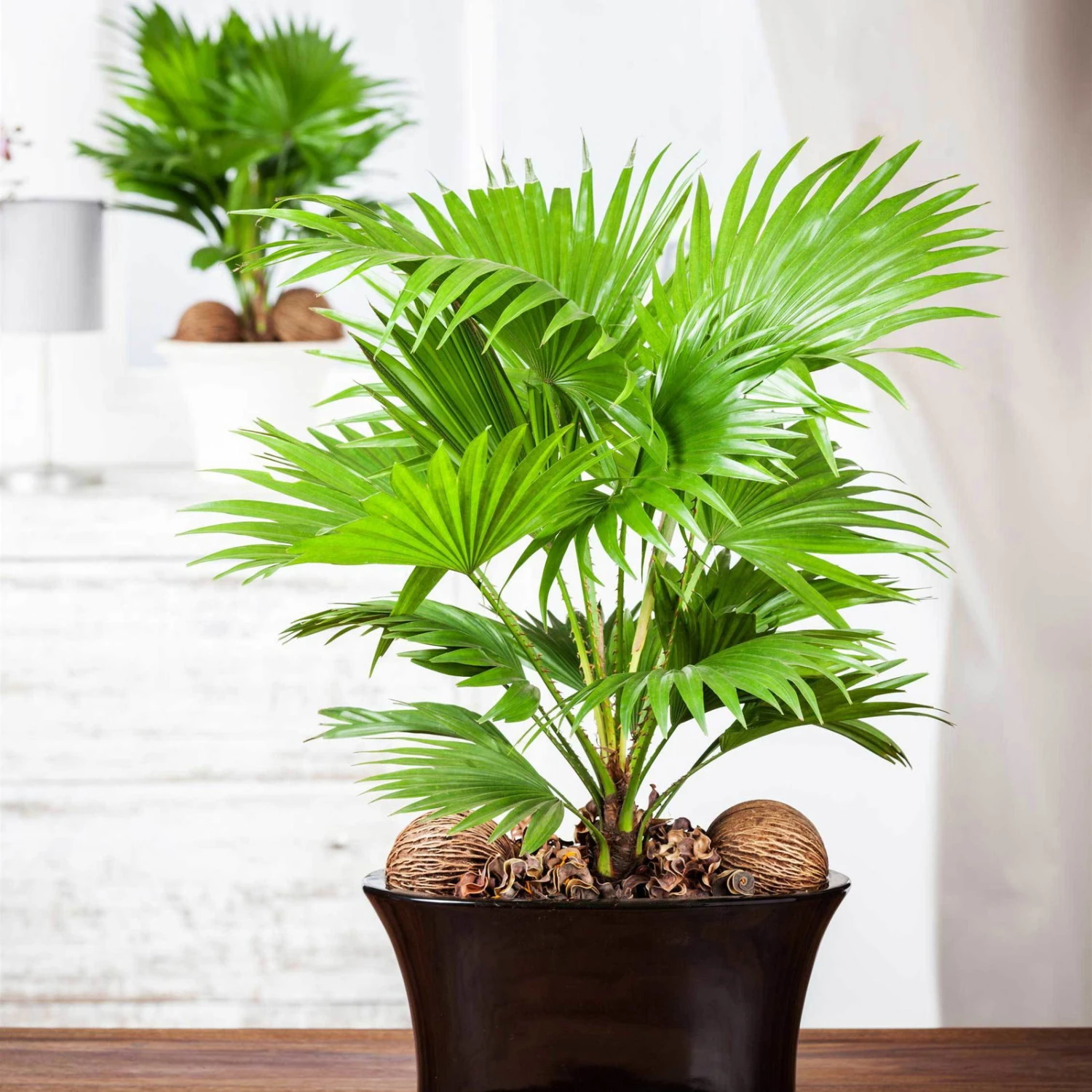 Livistona Rotundifolia, Topf-Ø 21 Cm, Höhe Ca. 60 Cm - Image 2