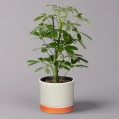 Strahlenaralie 'Nora' In Keramiktopf Lauren Grün, Topf-Ø 13 Cm, Höhe Ca. 45 Cm