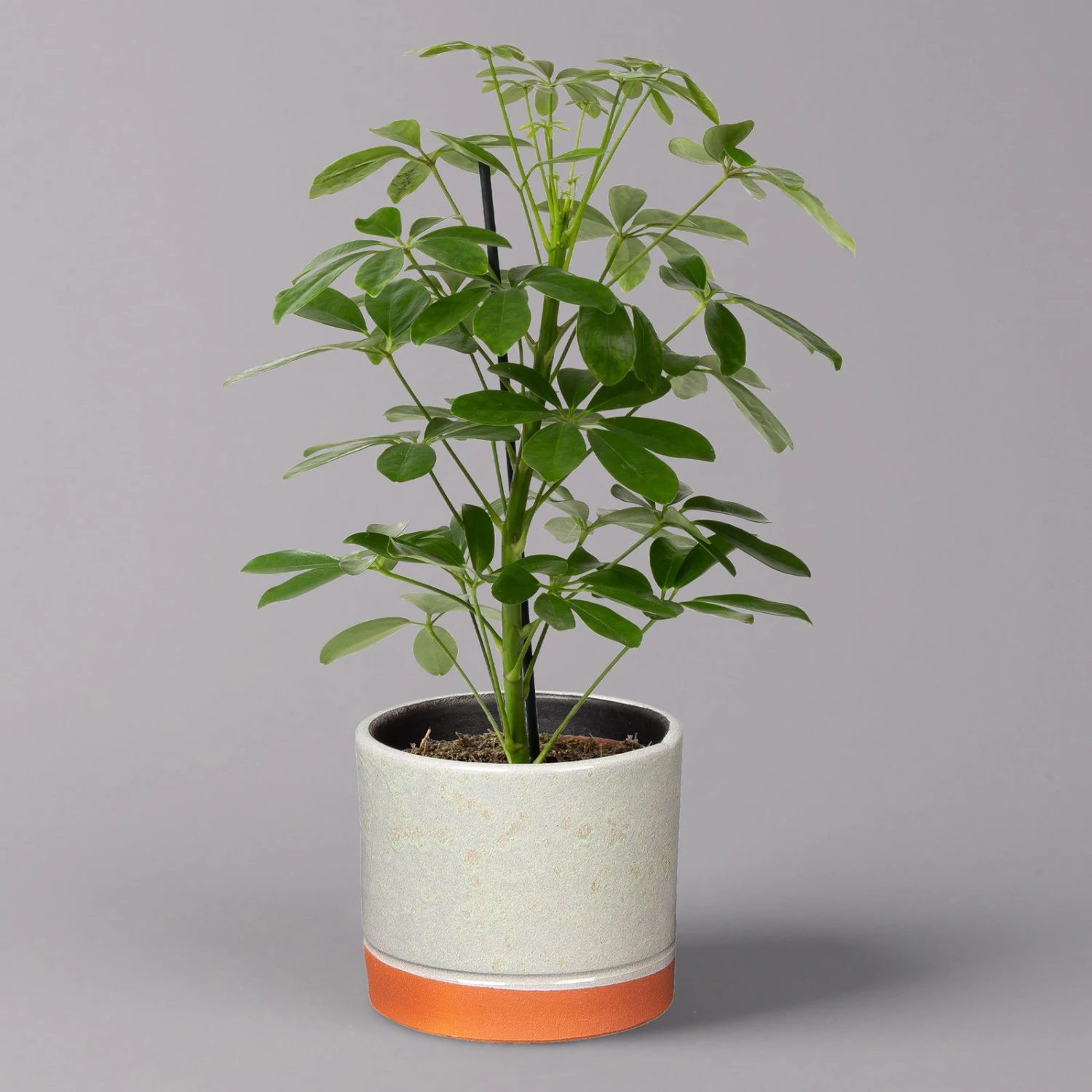 Strahlenaralie 'Nora' In Keramiktopf Lauren Grün, Topf-Ø 13 Cm, Höhe Ca. 45 Cm