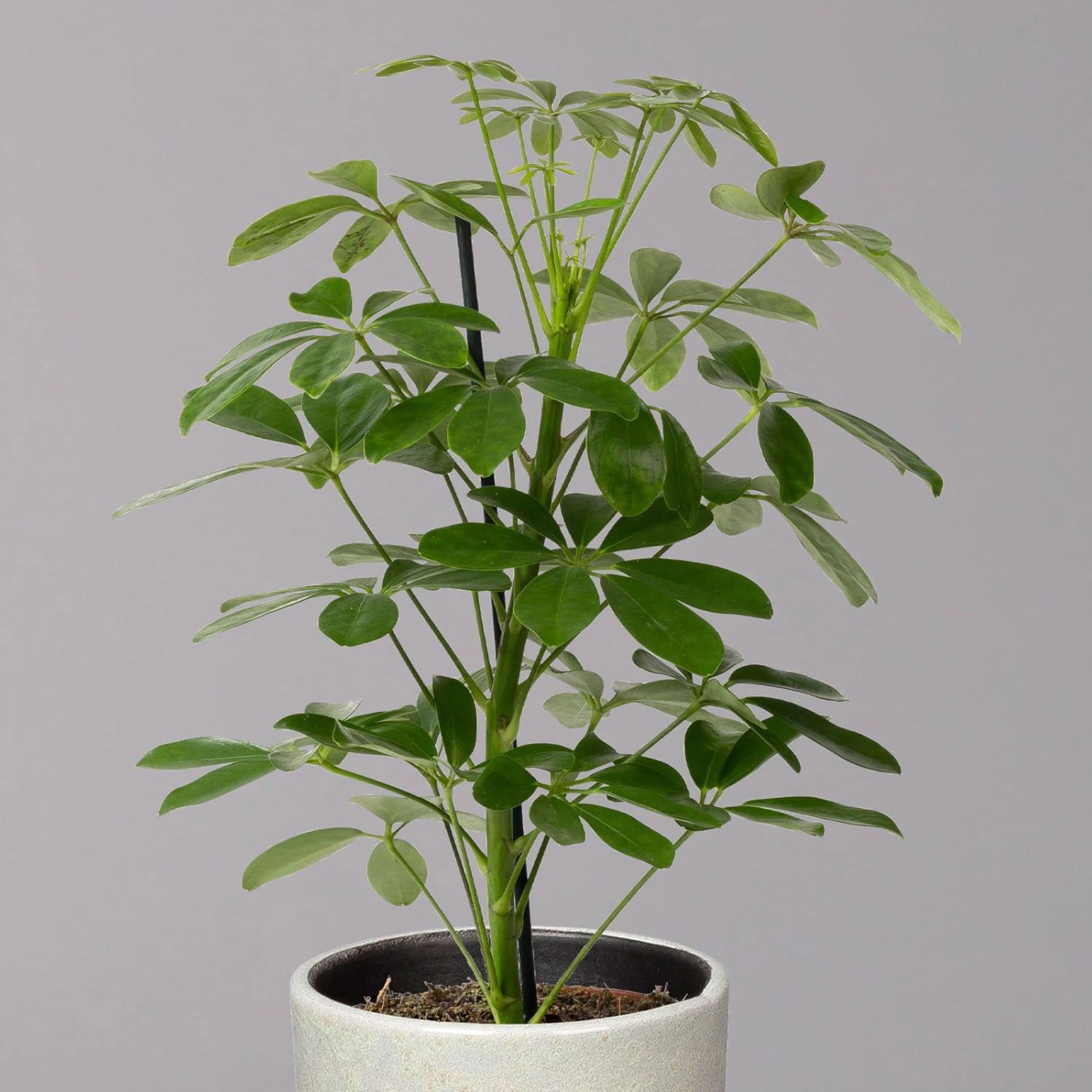 Strahlenaralie 'Nora' In Keramiktopf Lauren Grün, Topf-Ø 13 Cm, Höhe Ca. 45 Cm - Image 2