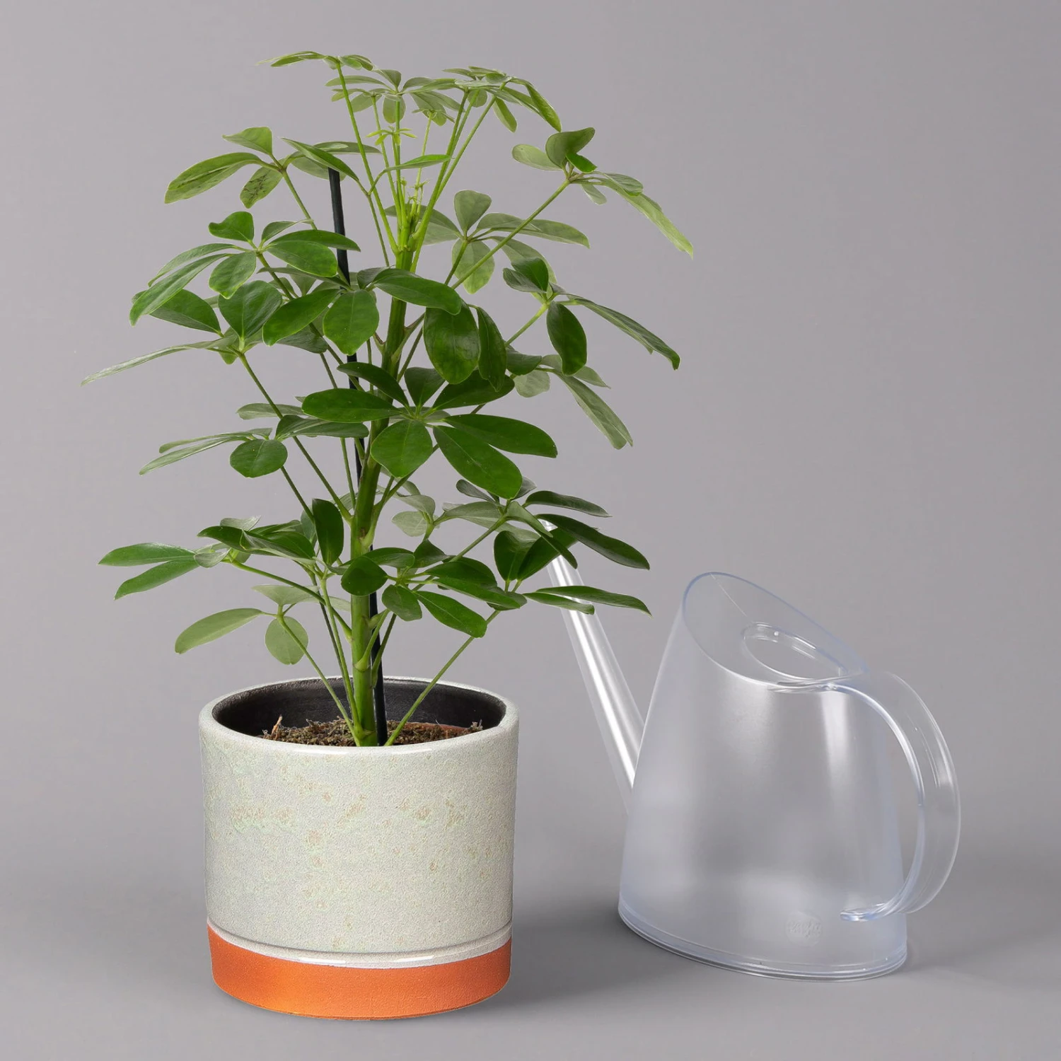 Strahlenaralie 'Nora' In Keramiktopf Lauren Grün, Topf-Ø 13 Cm, Höhe Ca. 45 Cm - Image 3