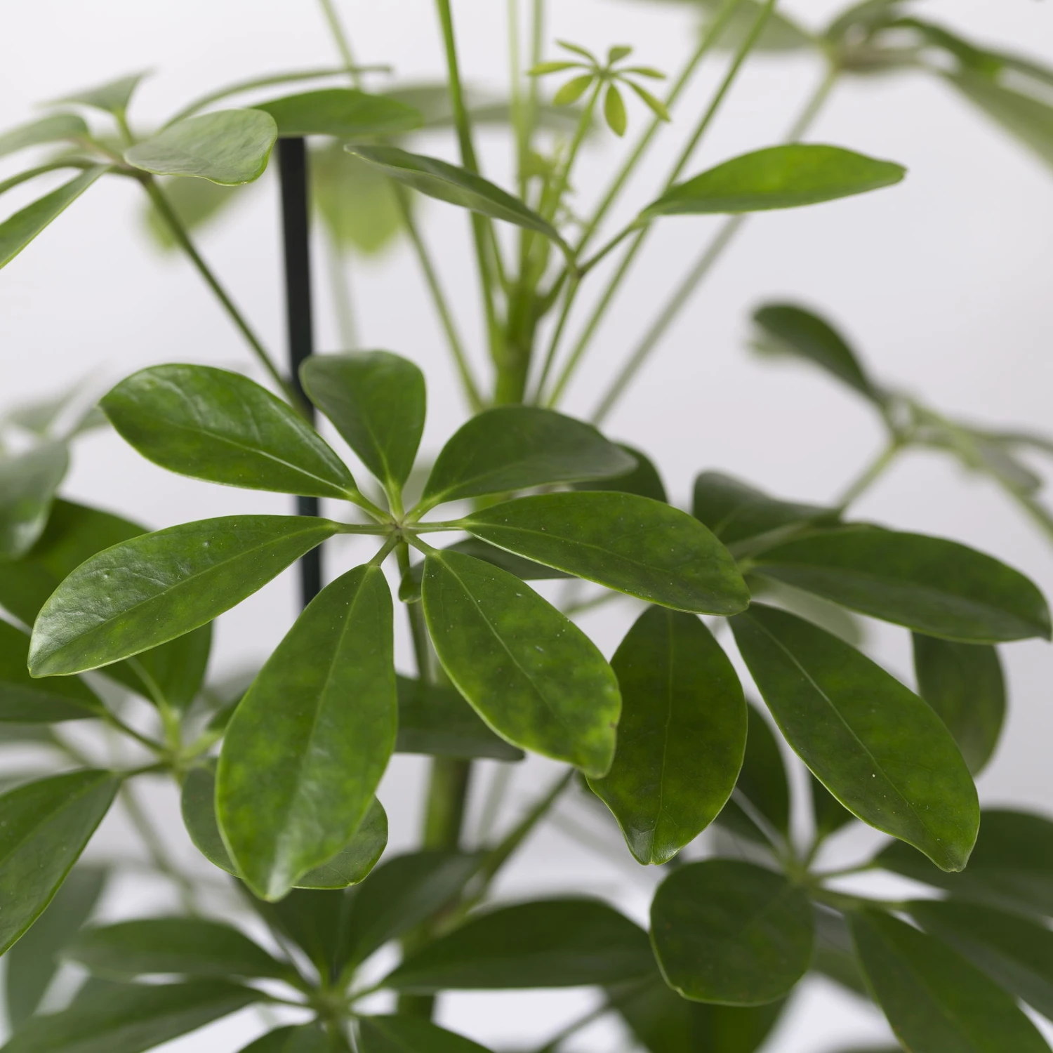 Strahlenaralie 'Nora' In Keramiktopf Lauren Grün, Topf-Ø 13 Cm, Höhe Ca. 45 Cm - Image 4