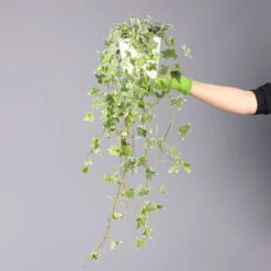 Weißbunter Efeu, Topf-Ø 12/13 Cm, 3er-Set