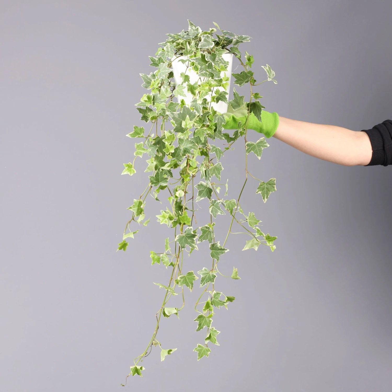 Weißbunter Efeu, Topf-Ø 12/13 Cm, 3er-Set