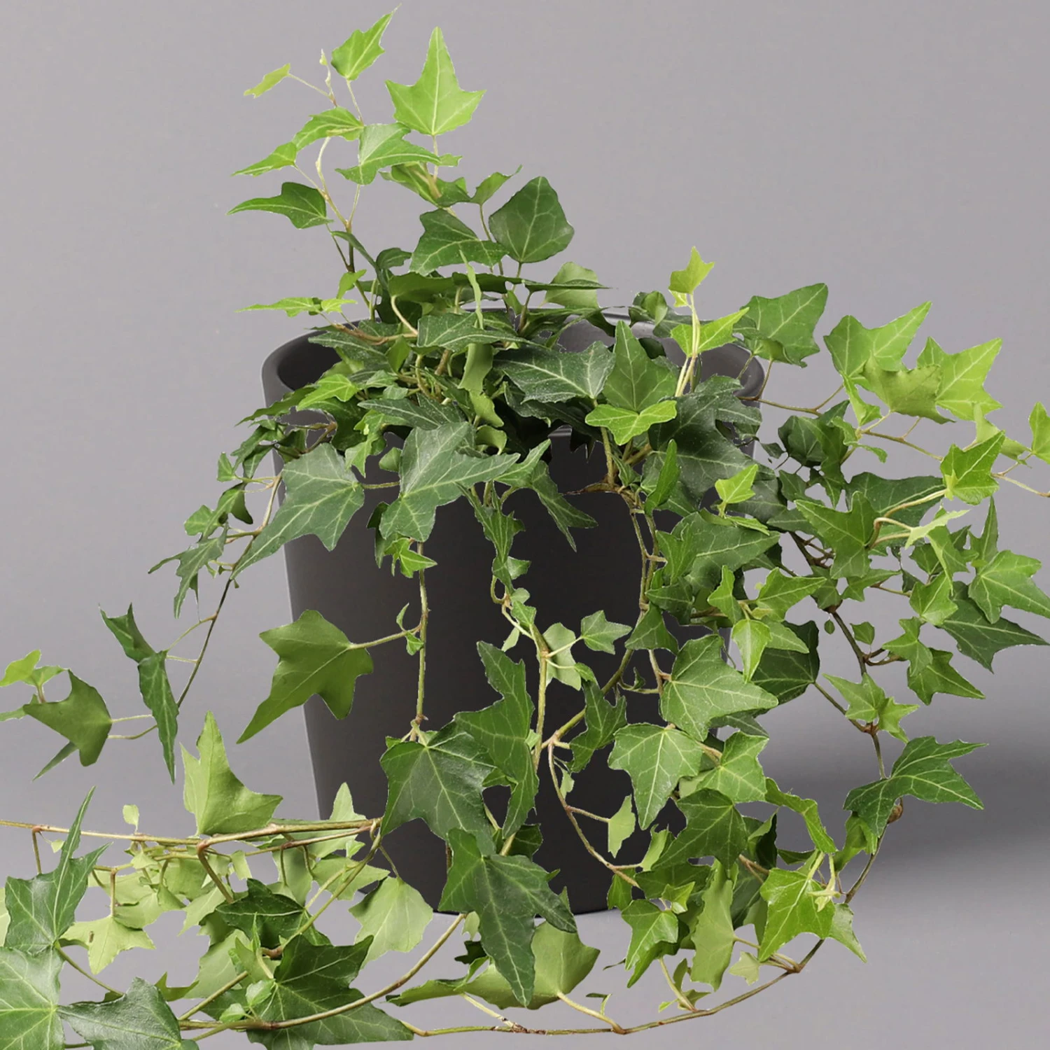 Efeu Inkl. Keramiktopf Dallas Anthrazit Topf-Ø 12/13 Cm, 3er-Set - Image 2