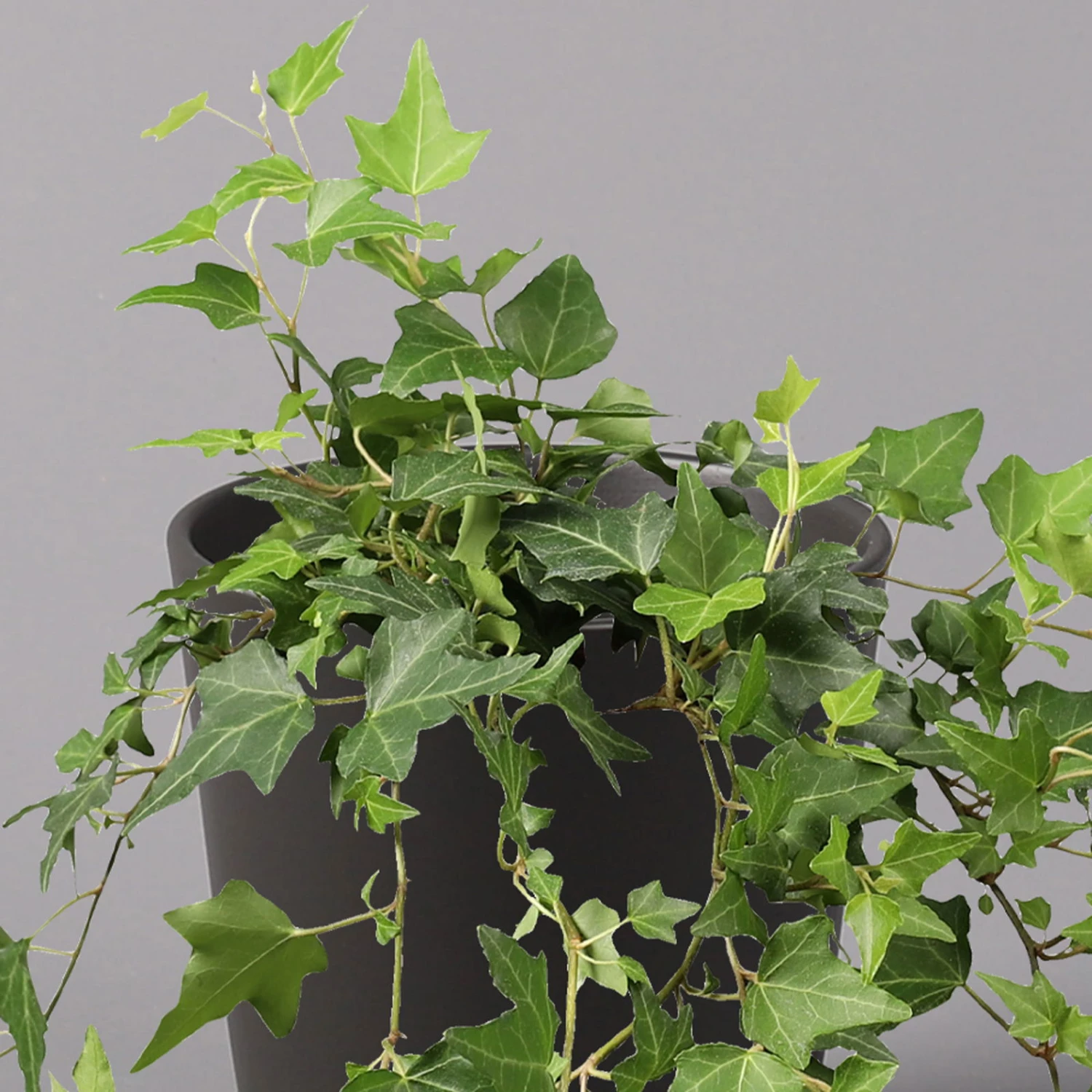 Efeu Inkl. Keramiktopf Dallas Anthrazit Topf-Ø 12/13 Cm, 3er-Set - Image 3