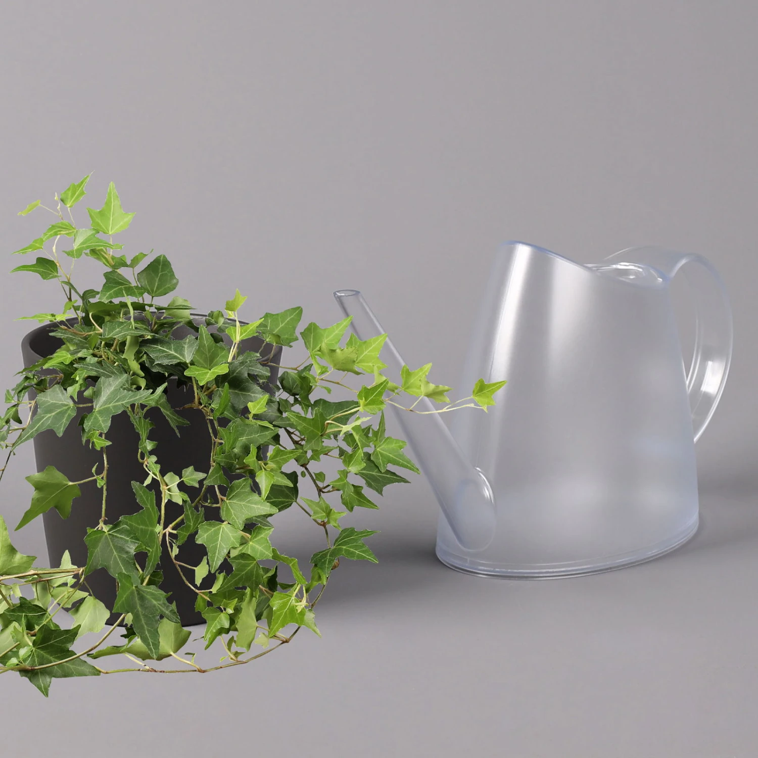 Efeu Inkl. Keramiktopf Dallas Anthrazit Topf-Ø 12/13 Cm, 3er-Set - Image 4