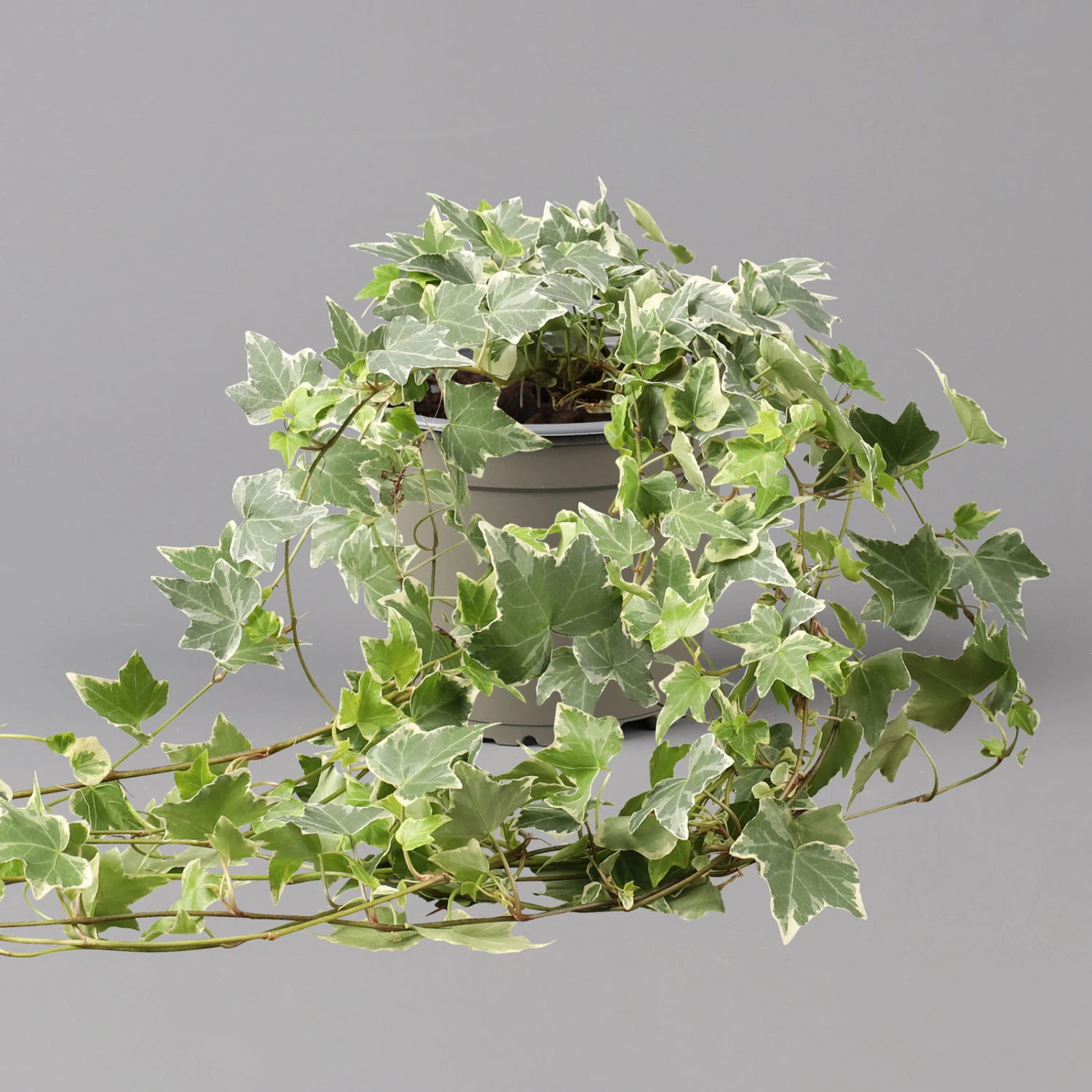 Weißbunter Efeu, Topf-Ø 12/13 Cm, 3er-Set - Image 4