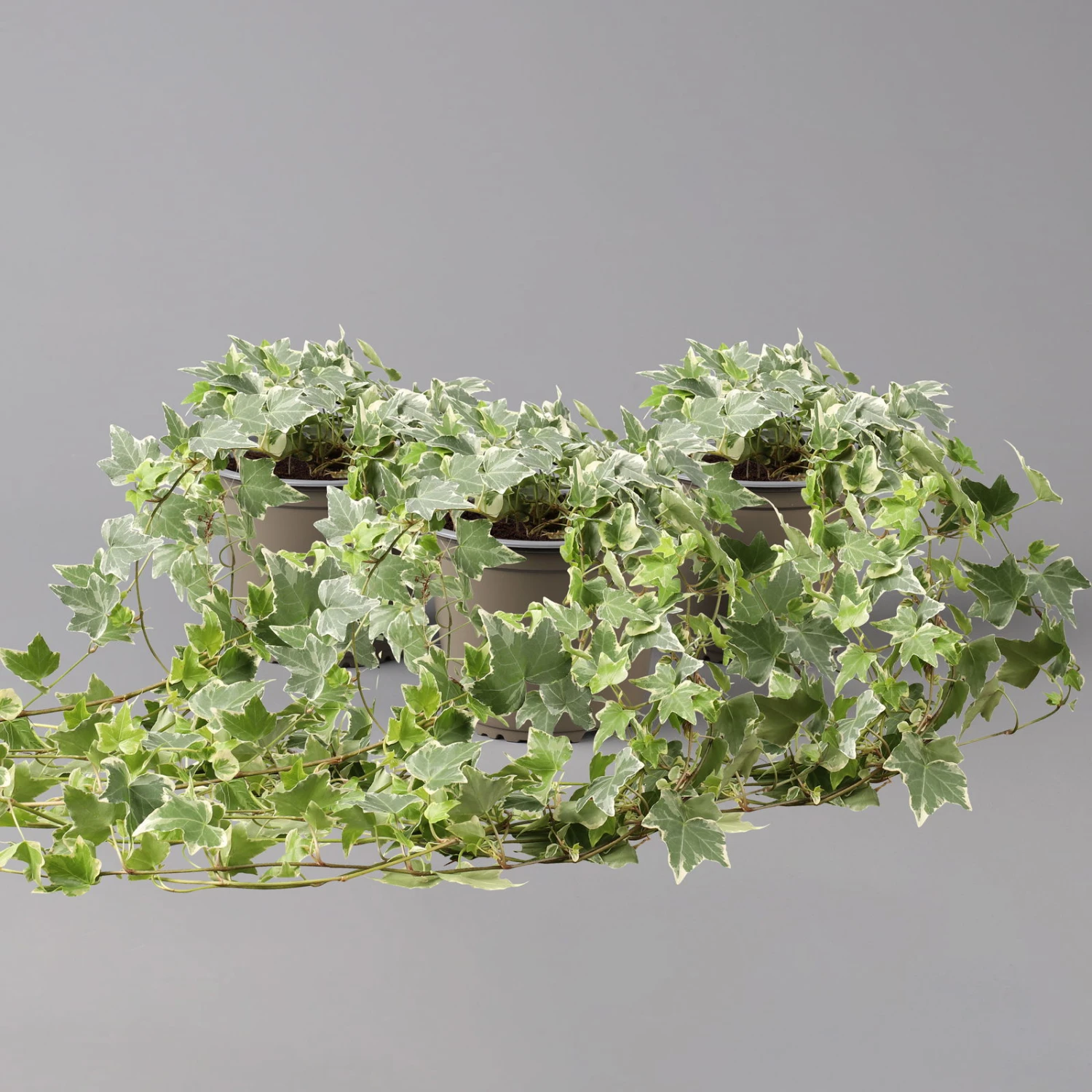 Weißbunter Efeu, Topf-Ø 12/13 Cm, 3er-Set - Image 2