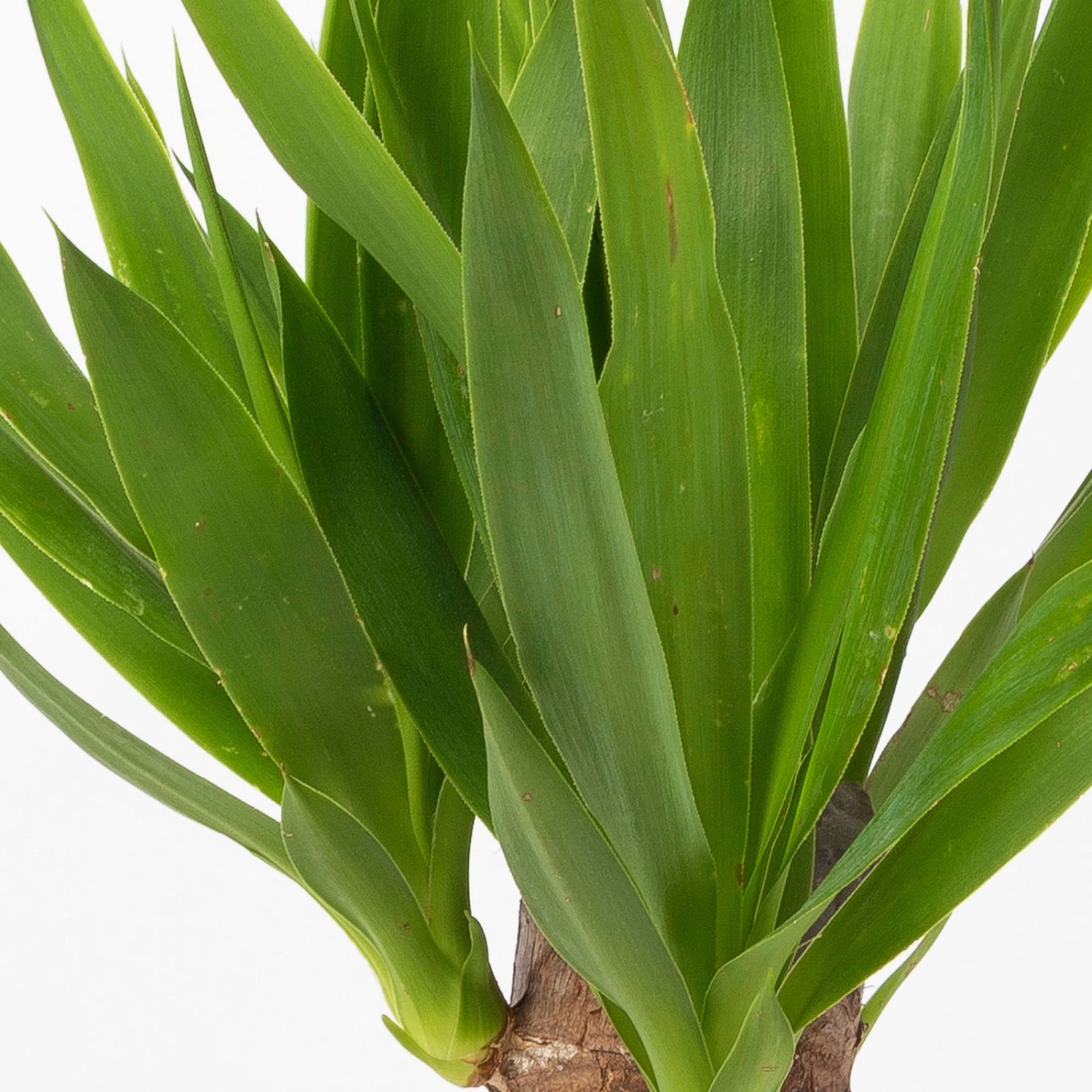 Palmlilie In Keramiktopf Dallas, Topf-Ø 11/12cm, Höhe Ca. 40-45cm, 2er-Set - Image 5