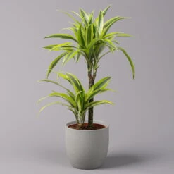 Duftender Drachenbaum 'Lemon Lime', Topf-Ø 17 Cm, 2er Tuff, Höhe Ca. 65 Cm