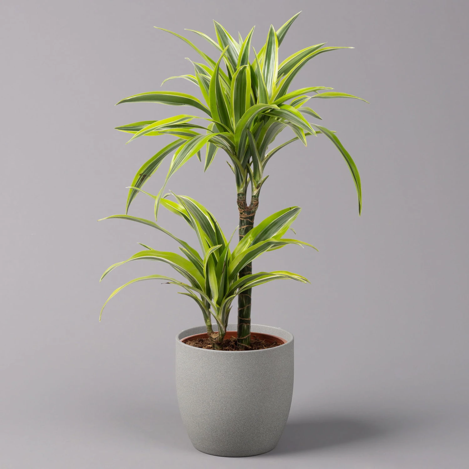 Duftender Drachenbaum 'Lemon Lime', Topf-Ø 17 Cm, 2er Tuff, Höhe Ca. 65 Cm