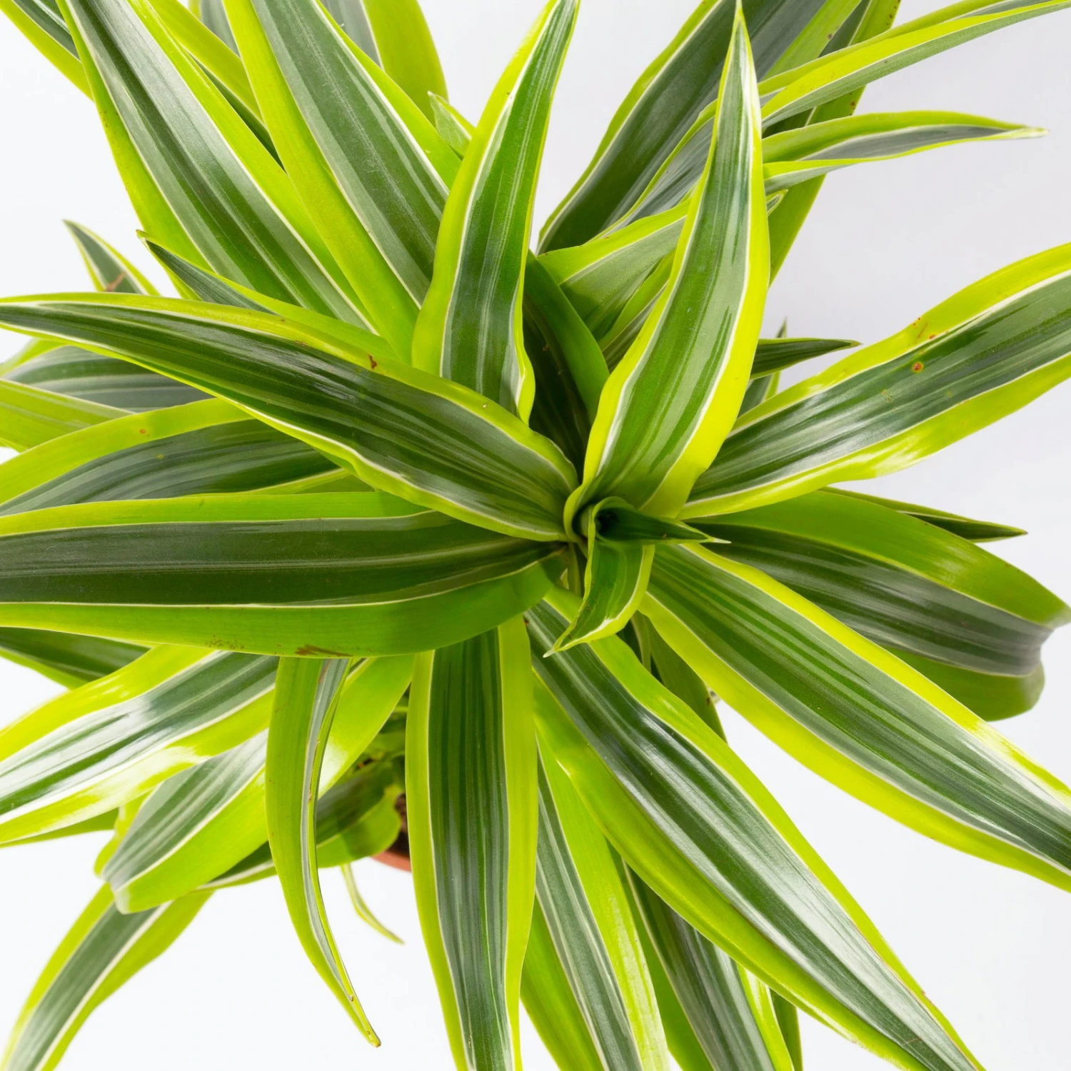 Duftender Drachenbaum 'Lemon Lime', Topf-Ø 17 Cm, 2er Tuff, Höhe Ca. 65 Cm - Image 4