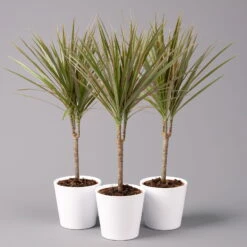 Drachenbaum 'Bicolor', Topf-Ø 13 Cm, Inkl. Keramiktopf Dallas Weiß, 3er-Set