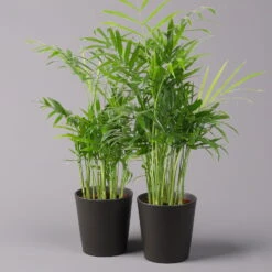 Bergpalme Mit Keramiktopf Anthrazit, Topf-Ø 12 Cm, Höhe Ca. 30 Cm, 2er-Set