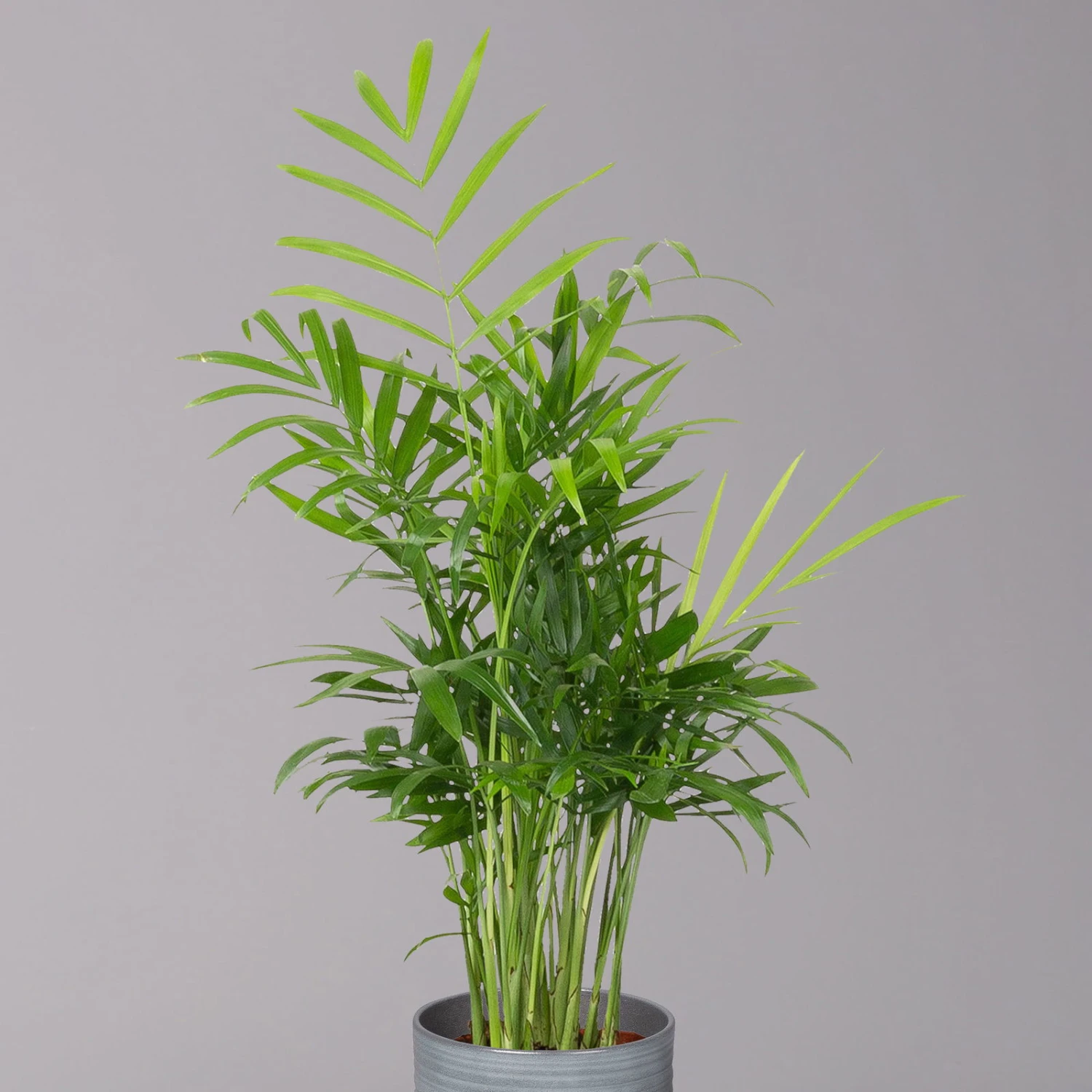 Bergpalme Mit Keramiktopf Bergamo Grau, Topf-Ø 12 Cm, Höhe Ca. 40 Cm - Image 2