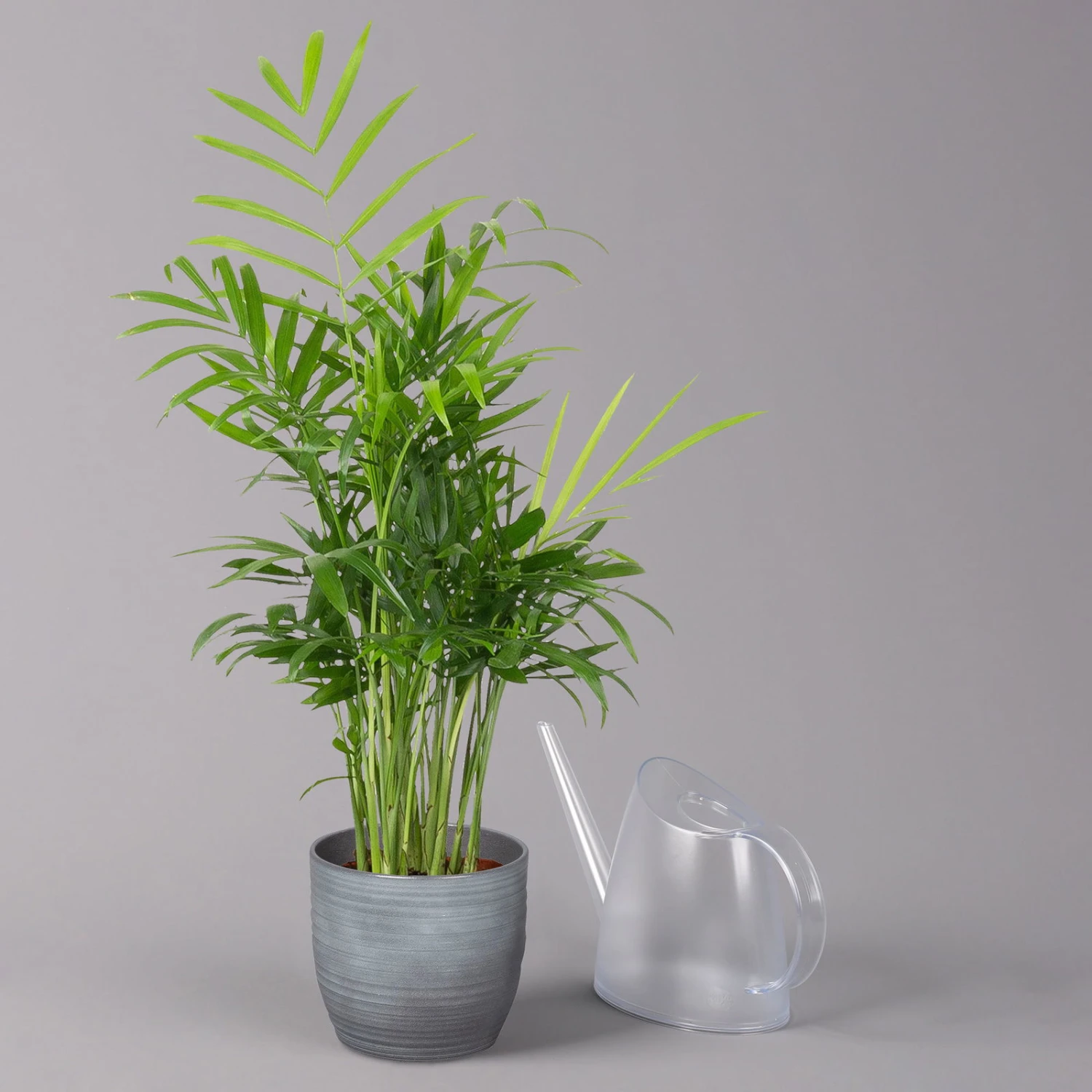 Bergpalme Mit Keramiktopf Bergamo Grau, Topf-Ø 12 Cm, Höhe Ca. 40 Cm - Image 3