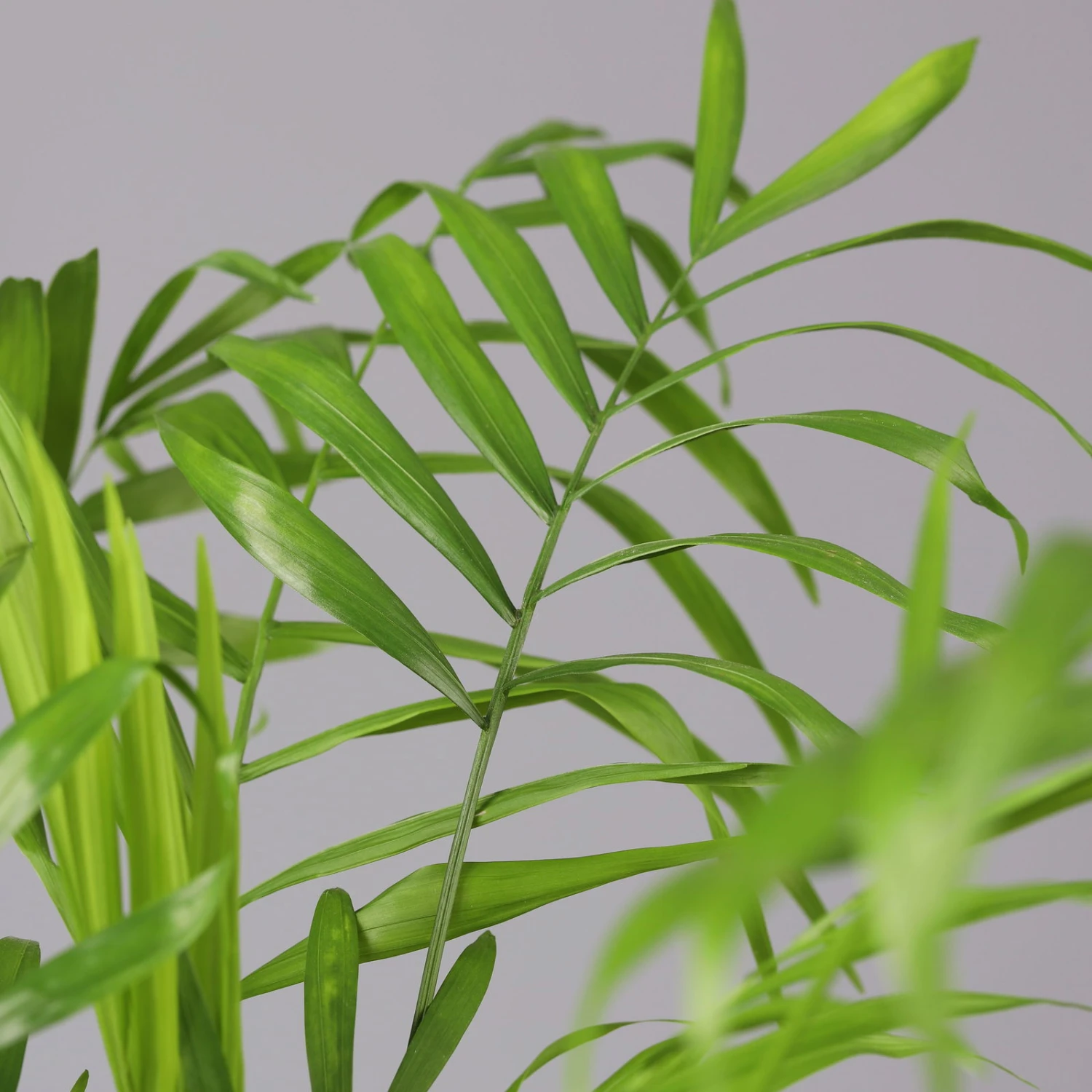 Bergpalme Mit Keramiktopf Bergamo Grau, Topf-Ø 12 Cm, Höhe Ca. 40 Cm - Image 4