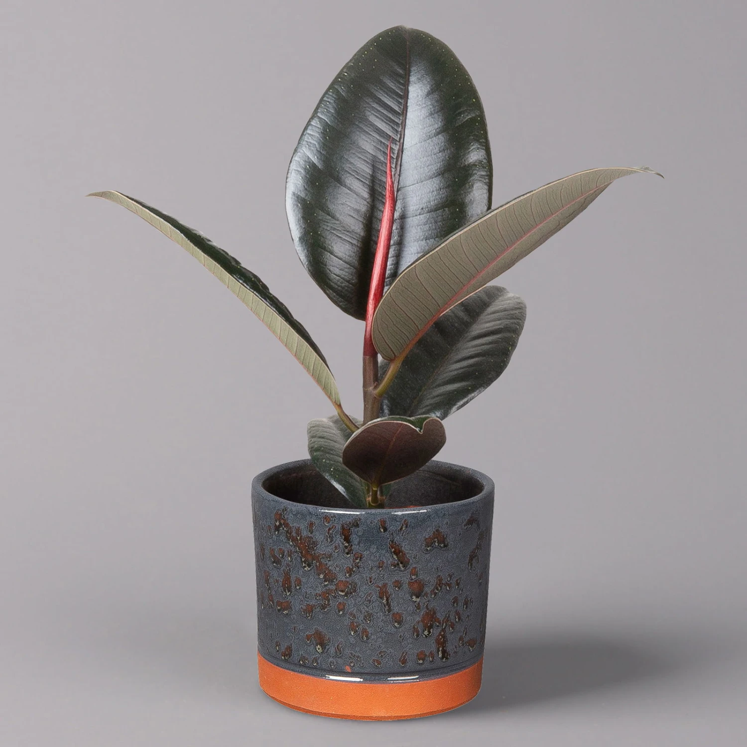 Gummibaum 'Robusta' In Keramiktopf Lauren Blau, Topf-Ø 12 Cm, Höhe Ca. 40 Cm