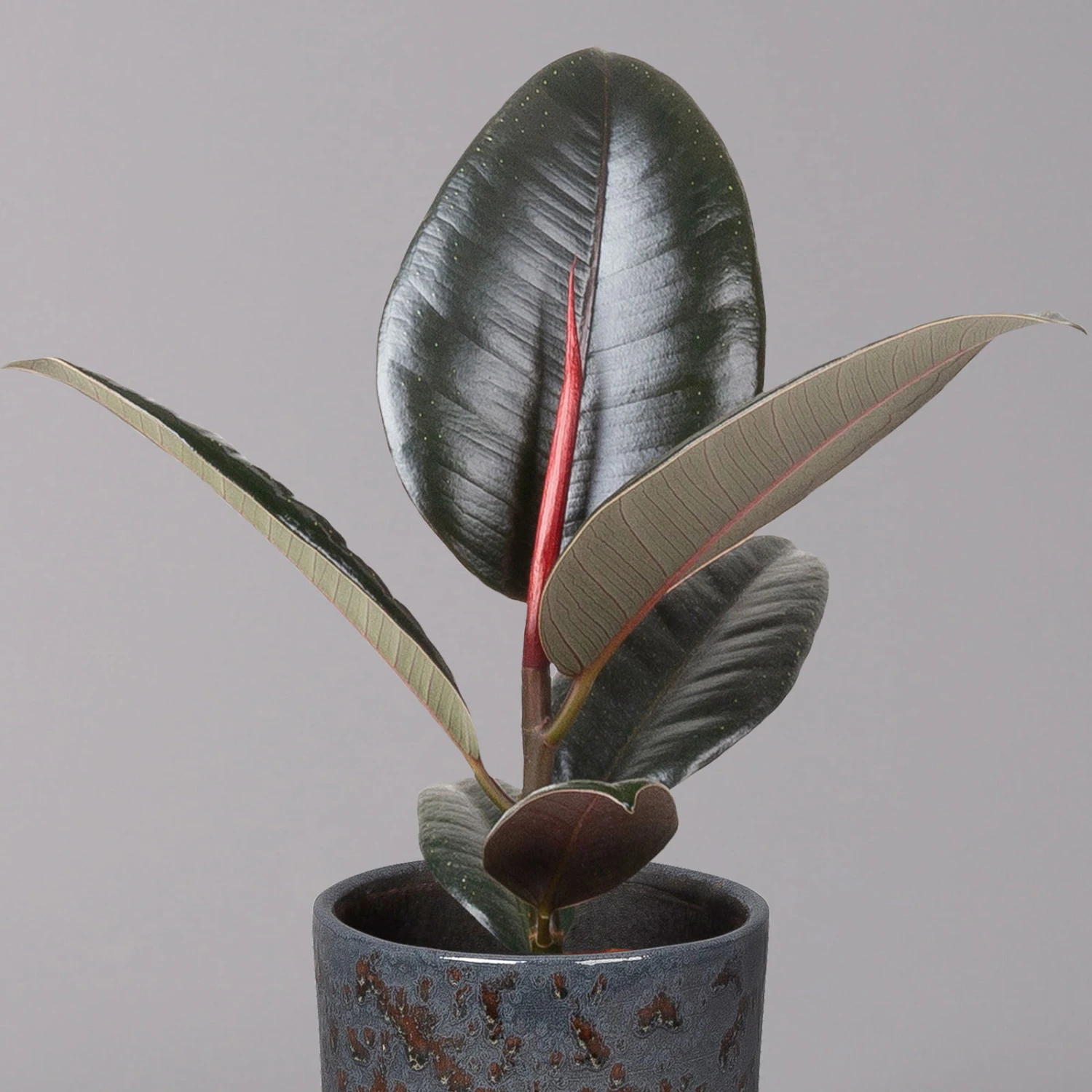 Gummibaum 'Robusta' In Keramiktopf Lauren Blau, Topf-Ø 12 Cm, Höhe Ca. 40 Cm - Image 2