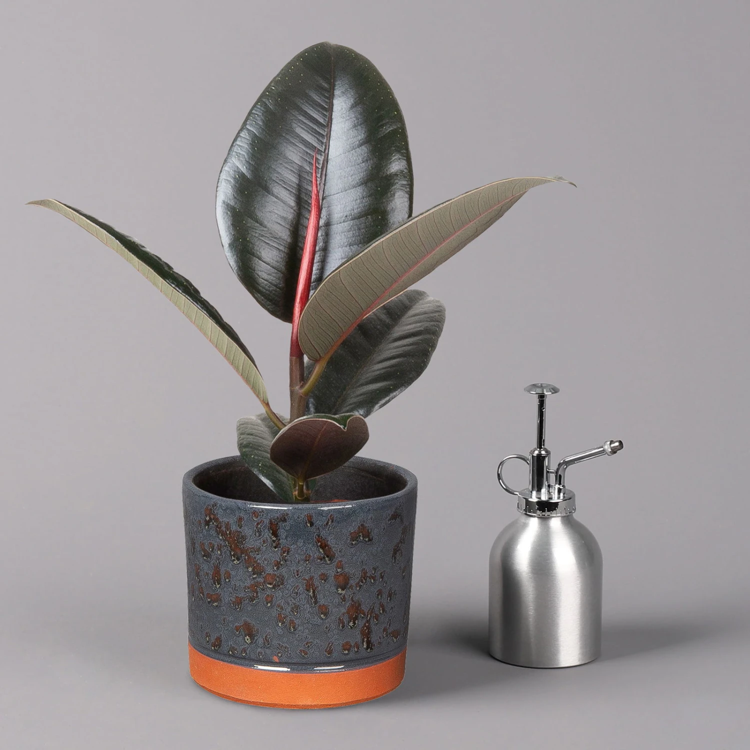 Gummibaum 'Robusta' In Keramiktopf Lauren Blau, Topf-Ø 12 Cm, Höhe Ca. 40 Cm - Image 3