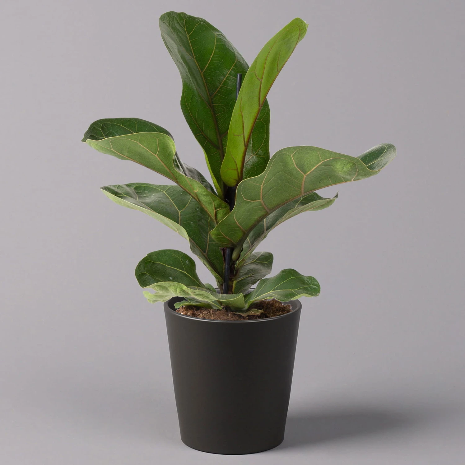 Geigenfeige 'Bambino'', Topf-Ø 12cm, Mit Übertopf Dallas Anthrazit, 2er-Set - Image 2