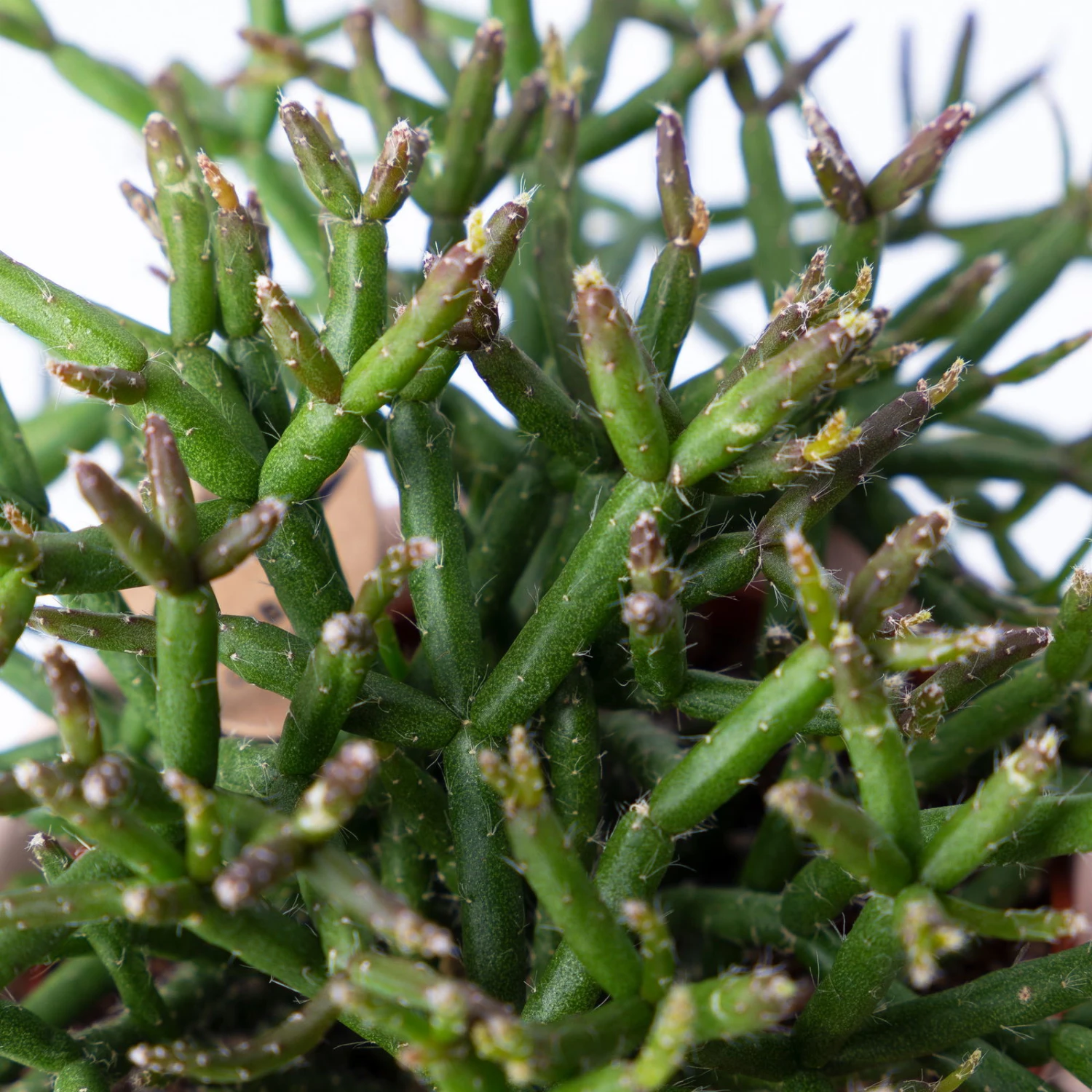 Korallenkaktus Im Dekotopf 'Viking Terracotta', In Sorten, Topf-Ø 9 Cm, 2er-Set - Image 3