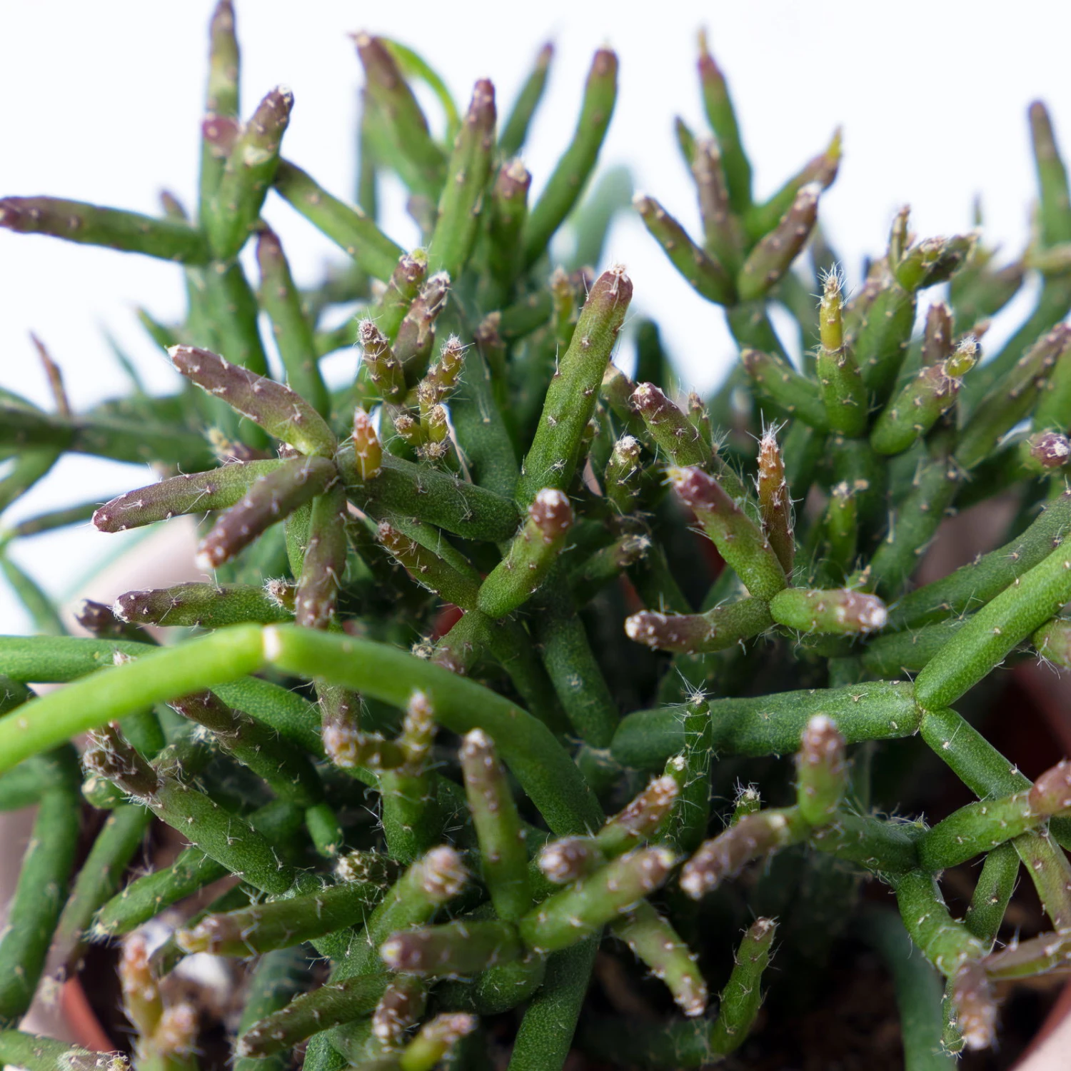 Korallenkaktus Im Dekotopf 'Viking Terracotta', In Sorten, Topf-Ø 9 Cm, 2er-Set - Image 5