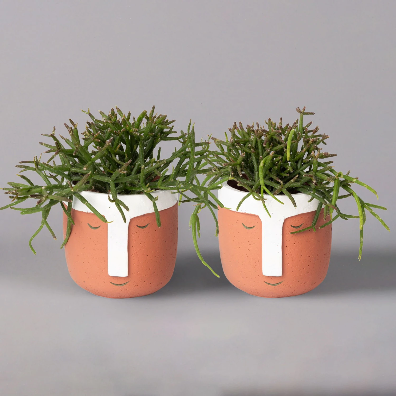 Korallenkaktus Im Dekotopf 'Viking Terracotta', In Sorten, Topf-Ø 9 Cm, 2er-Set