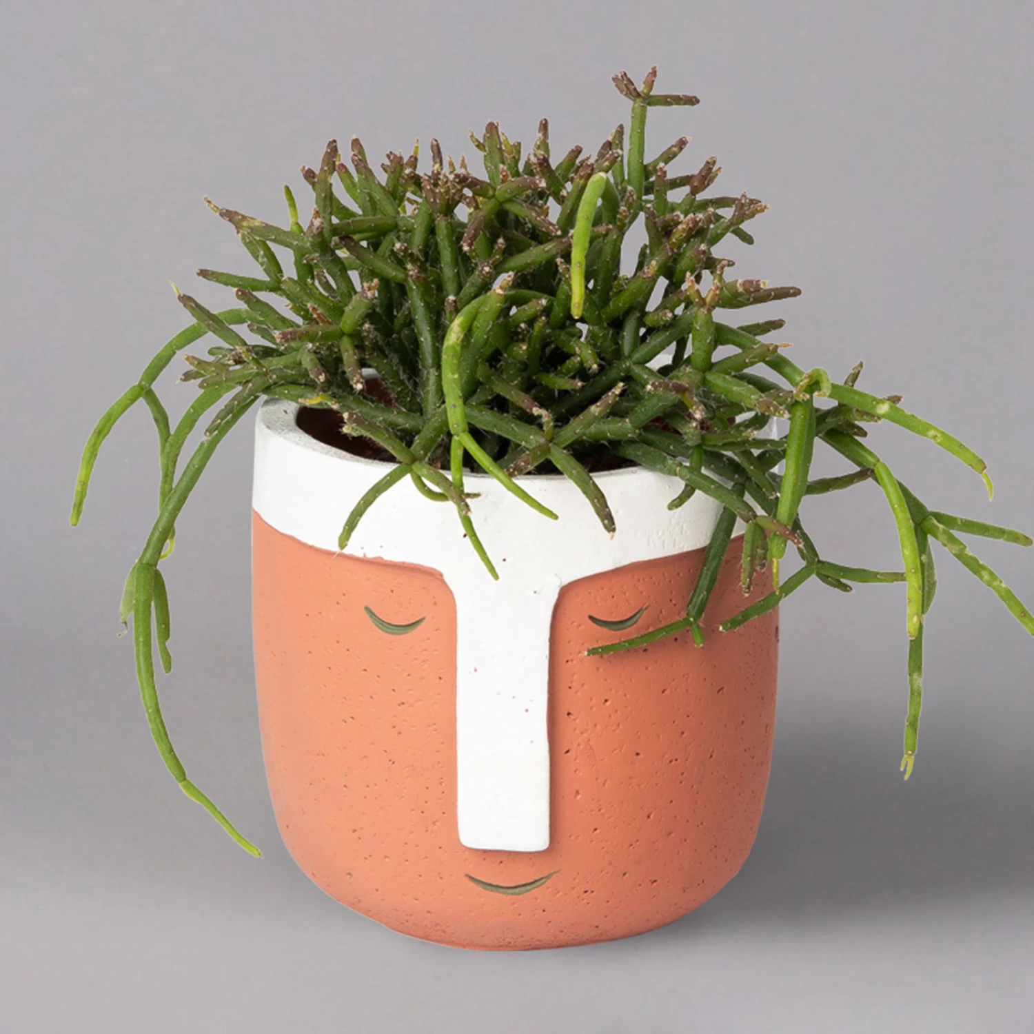 Korallenkaktus Im Dekotopf 'Viking Terracotta', In Sorten, Topf-Ø 9 Cm, 2er-Set - Image 4