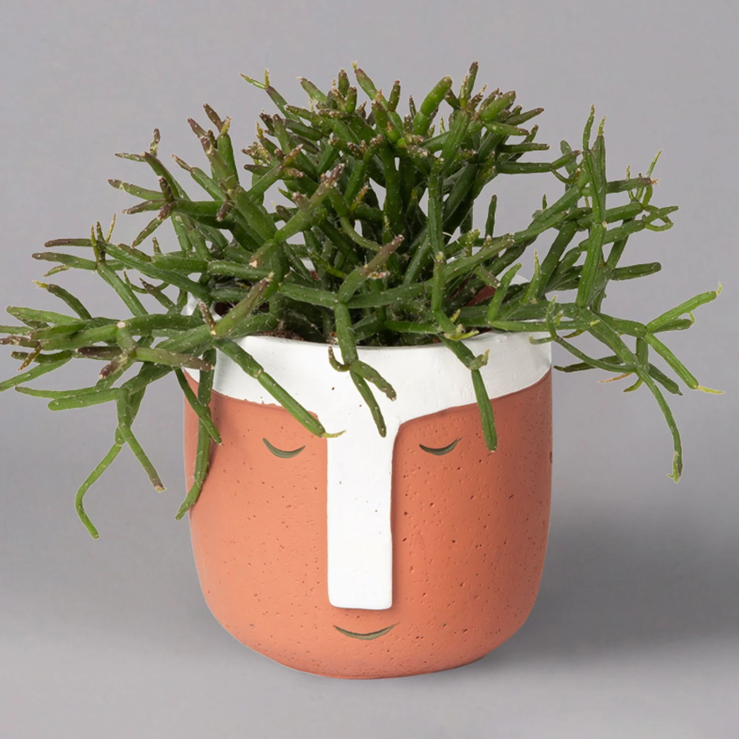 Korallenkaktus Im Dekotopf 'Viking Terracotta', In Sorten, Topf-Ø 9 Cm, 2er-Set - Image 2