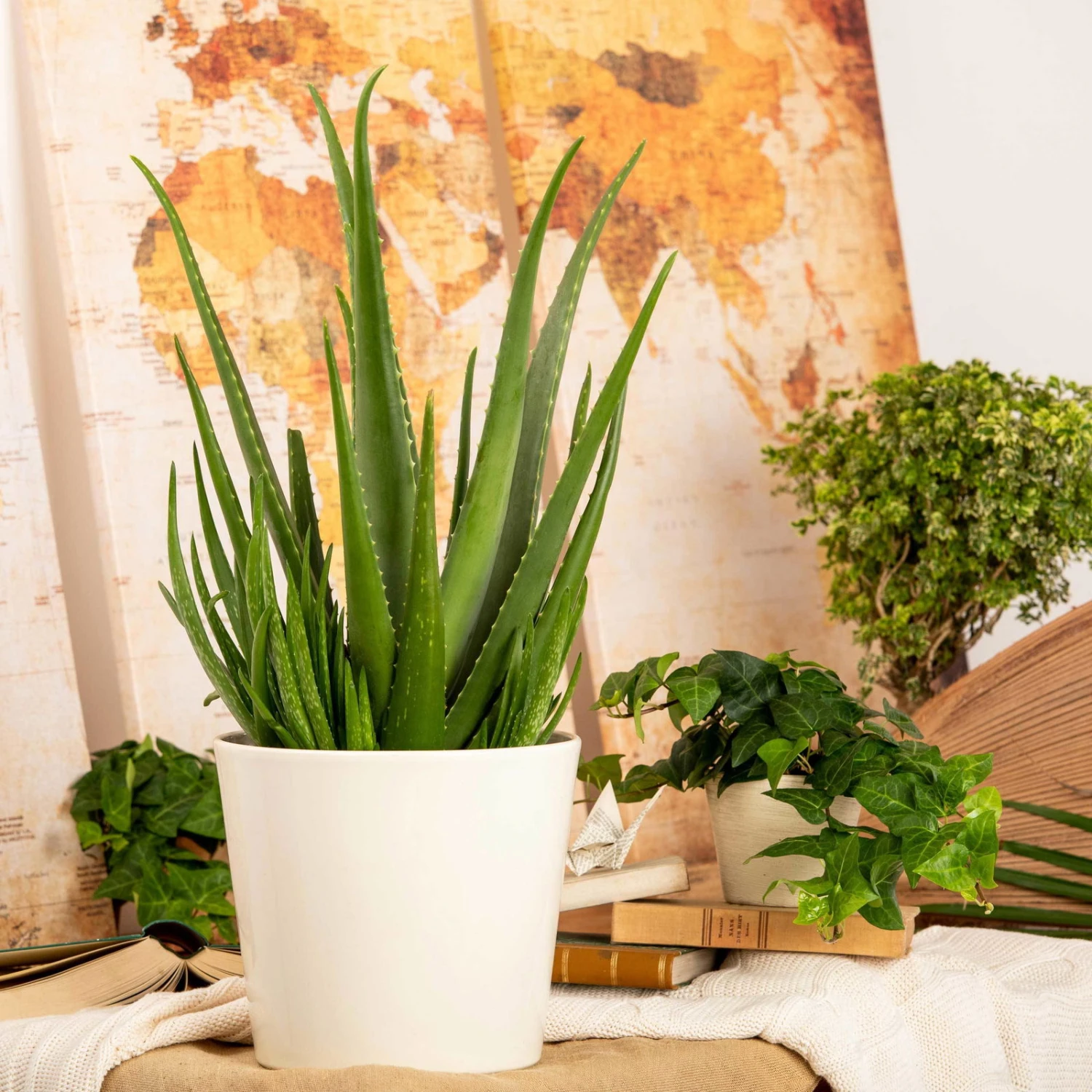 Aloe Vera, Topf-Ø 21 Cm Höhe Ca. 60 Cm - Image 4