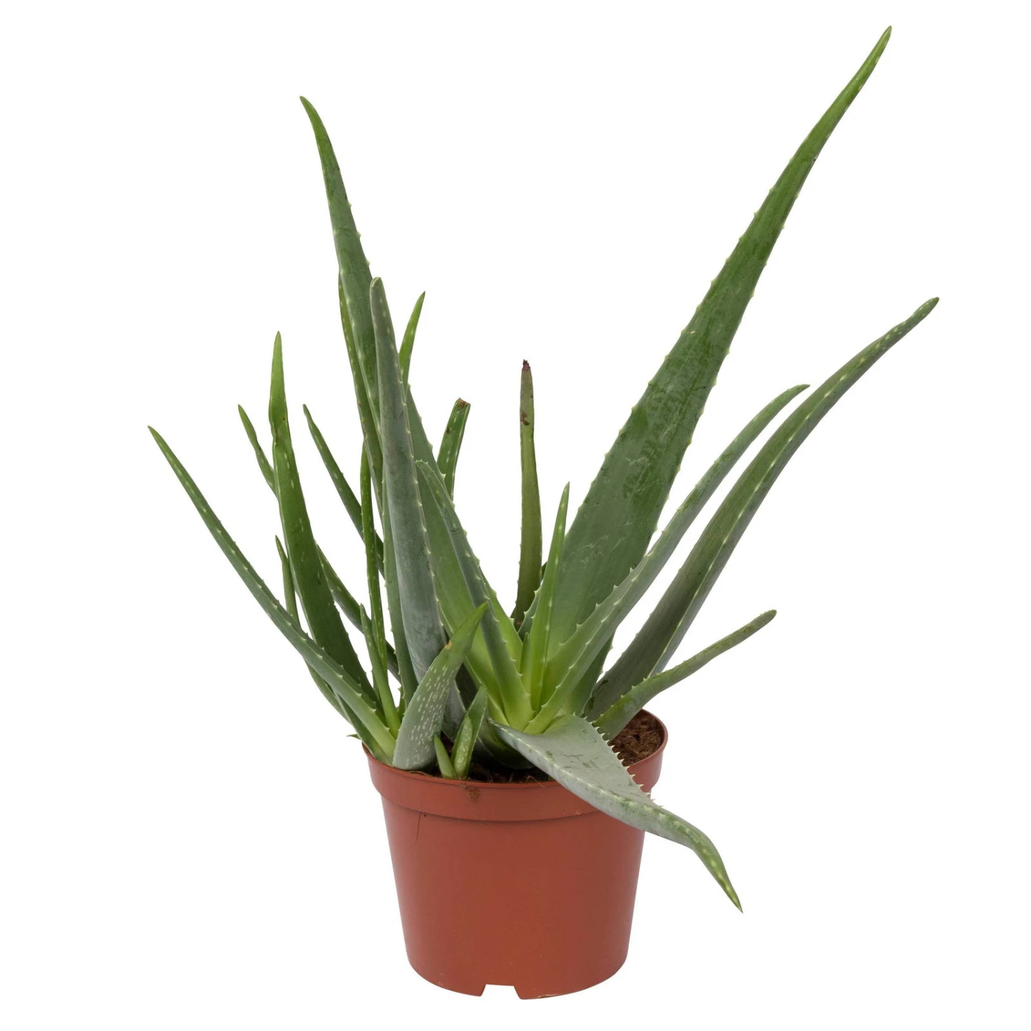 Aloe Vera, Topf-Ø 21 Cm Höhe Ca. 60 Cm