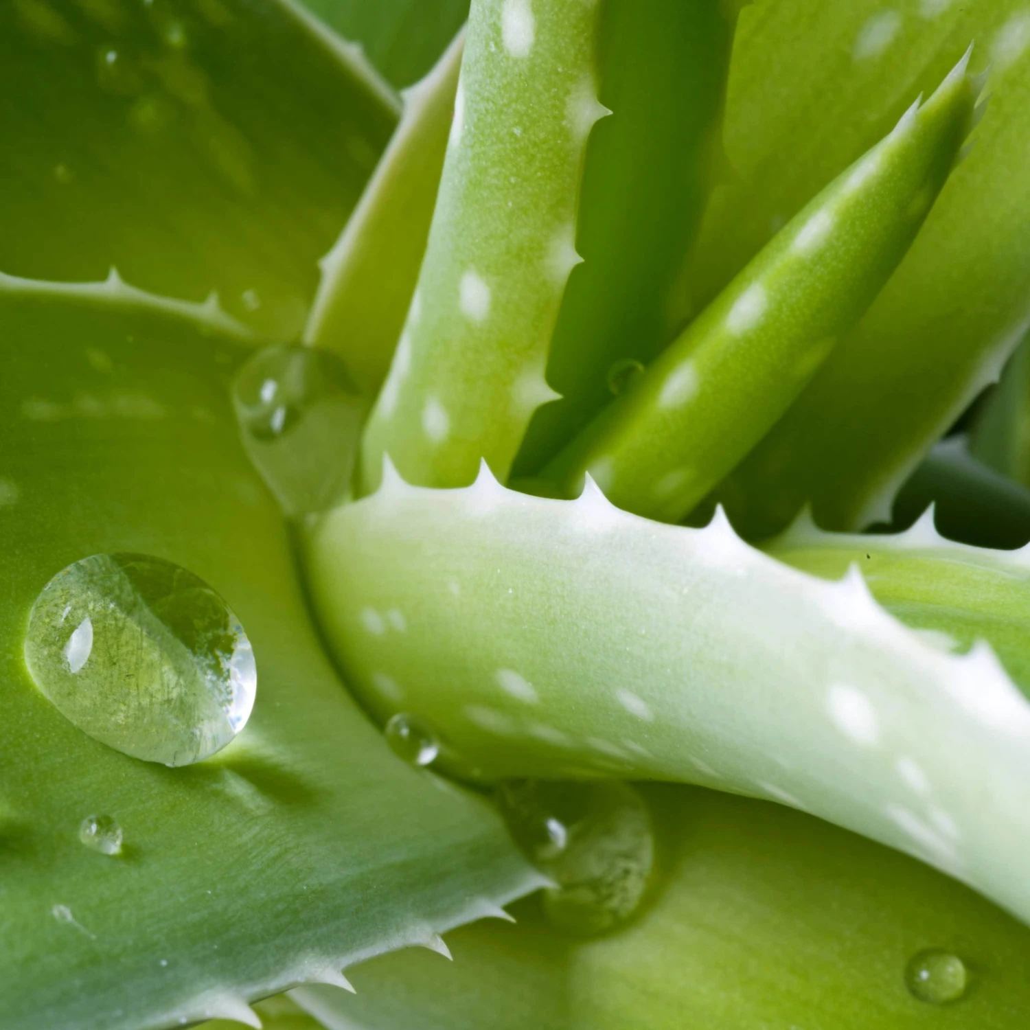 Aloe Vera, Topf-Ø 21 Cm Höhe Ca. 60 Cm - Image 3