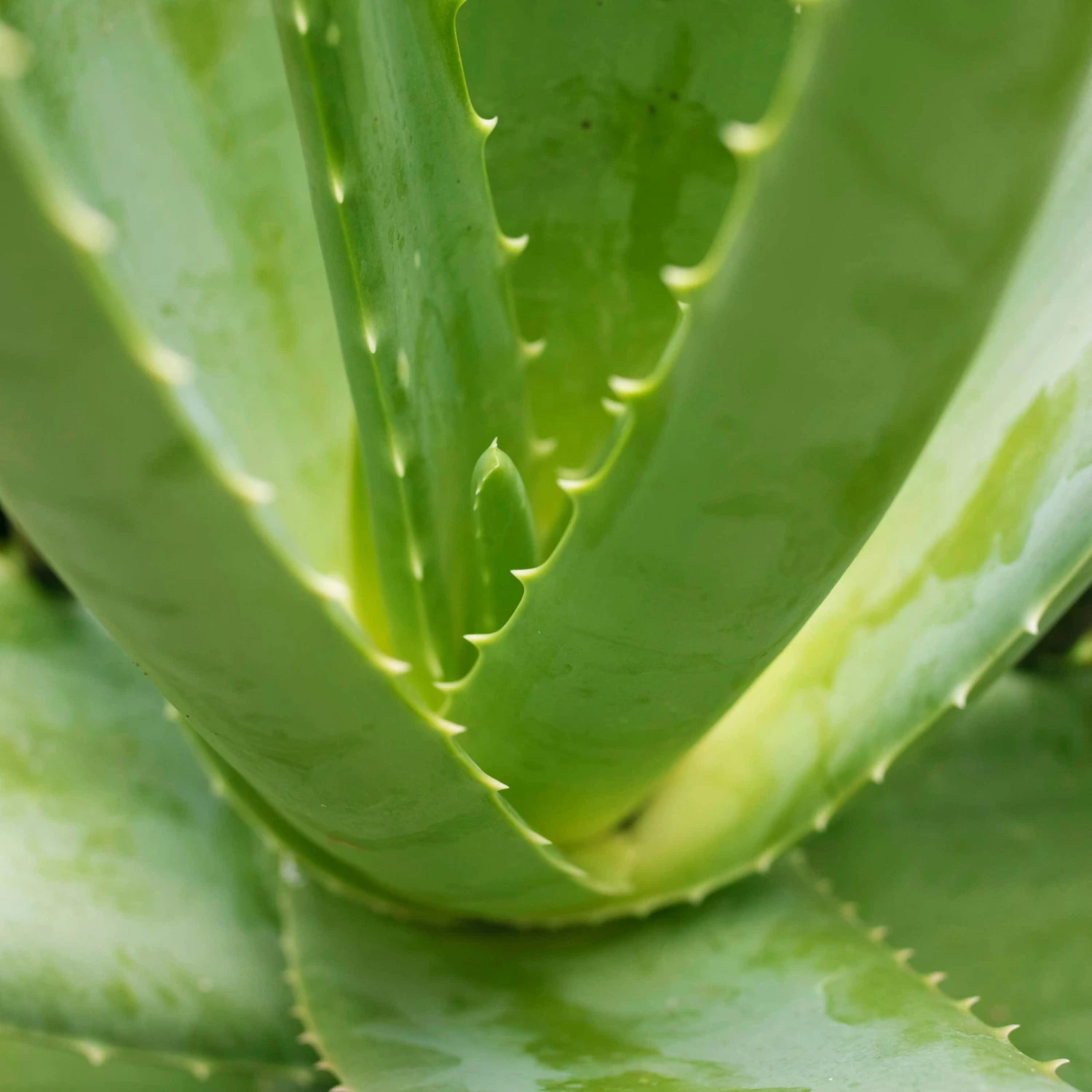 Aloe Vera, Topf-Ø 21 Cm Höhe Ca. 60 Cm - Image 2
