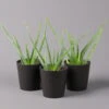 Aloe Vera Mit Keramiktopf Anthrazit, Topf-Ø 12 Cm, Höhe Ca. 20-35 Cm, 3er-Set
