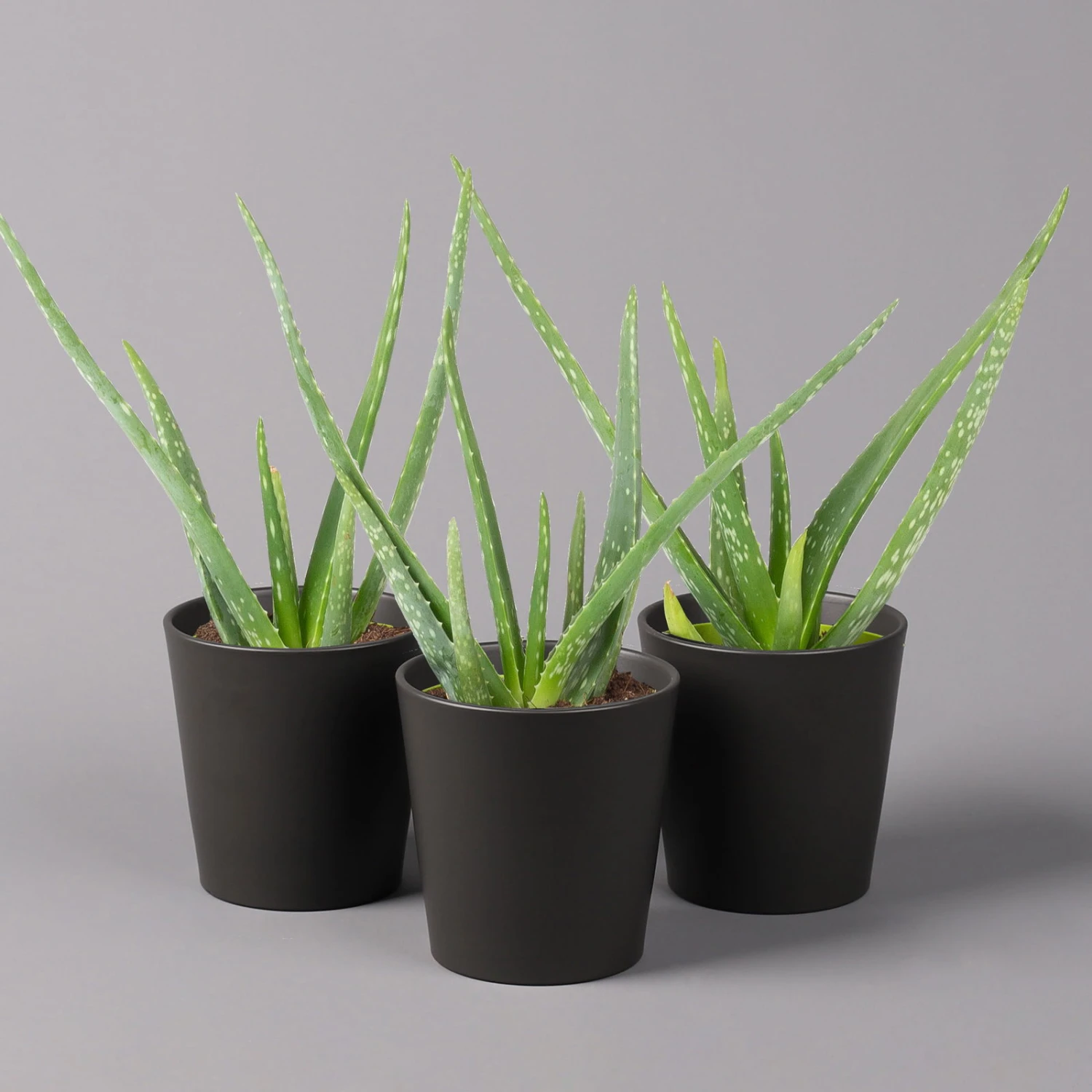 Aloe Vera Mit Keramiktopf Anthrazit, Topf-Ø 12 Cm, Höhe Ca. 20-35 Cm, 3er-Set
