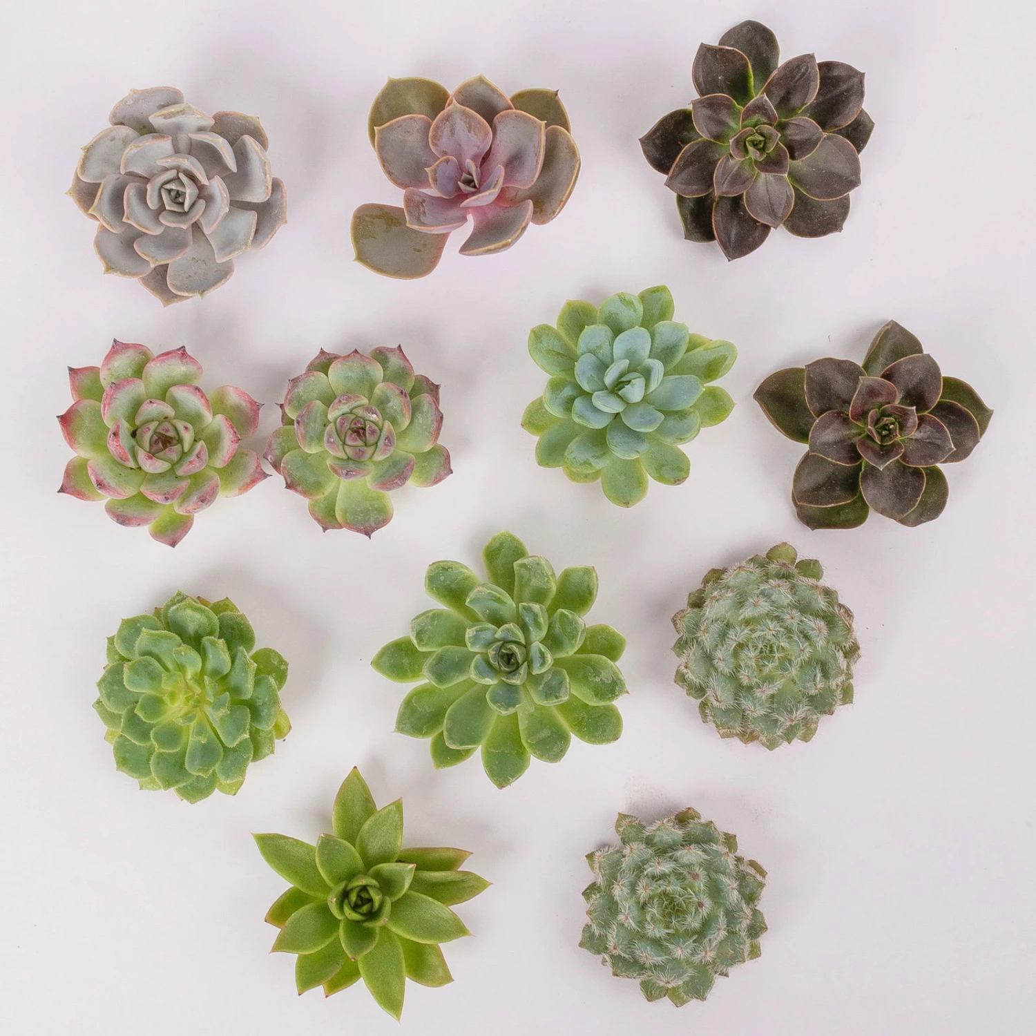 Schnittecheverien-Mix, Ø 5 Cm, 12er-Set