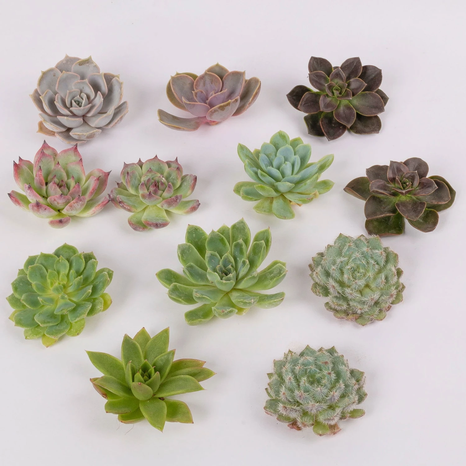 Schnittecheverien-Mix, Ø 5 Cm, 12er-Set - Image 3