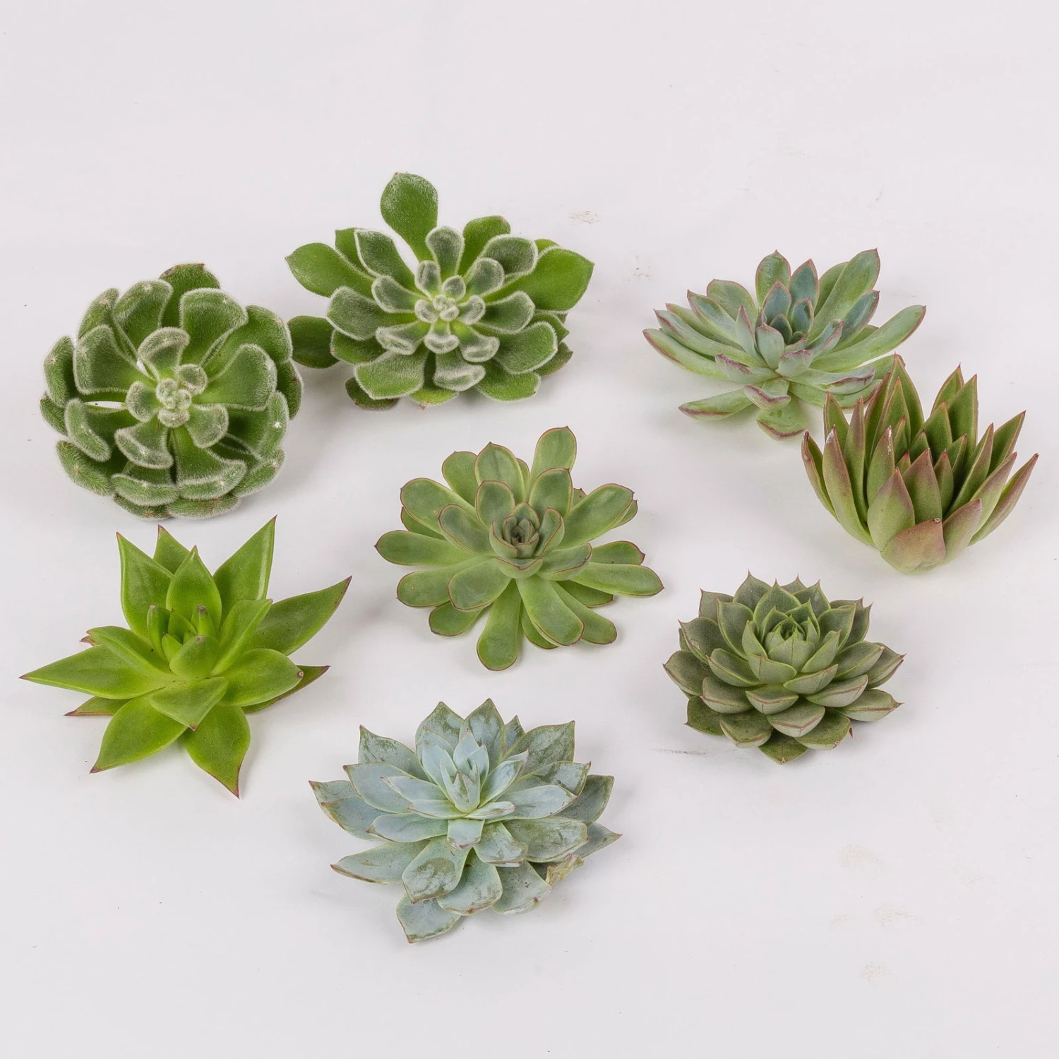 Schnittecheverien-Mix, Ă 8 Cm, 8er-Set - Image 3